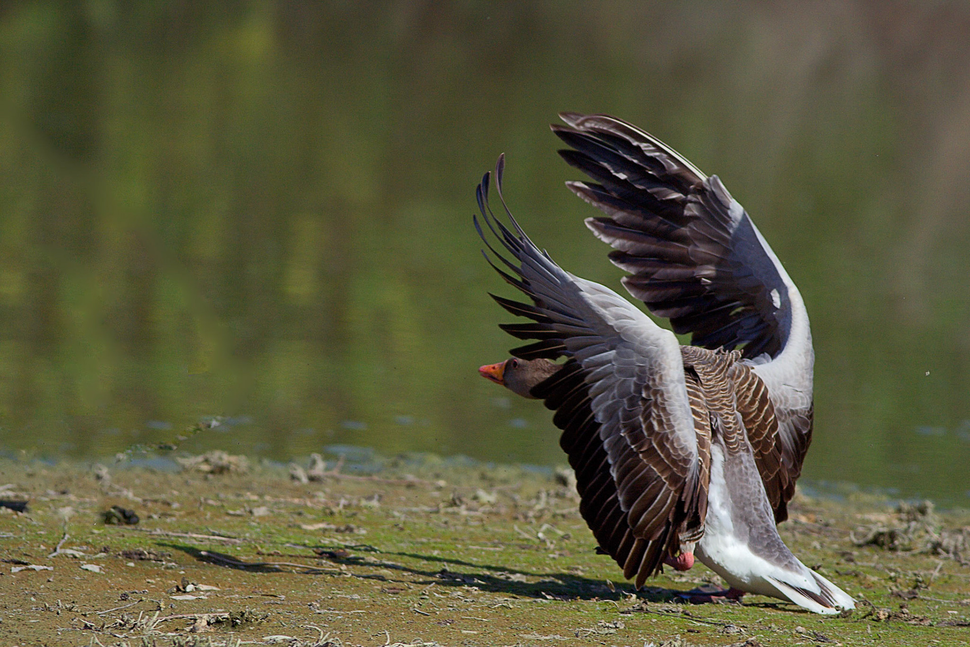 Anser anser (domestica) -- Oca domestica --Domestic-Greylag goose