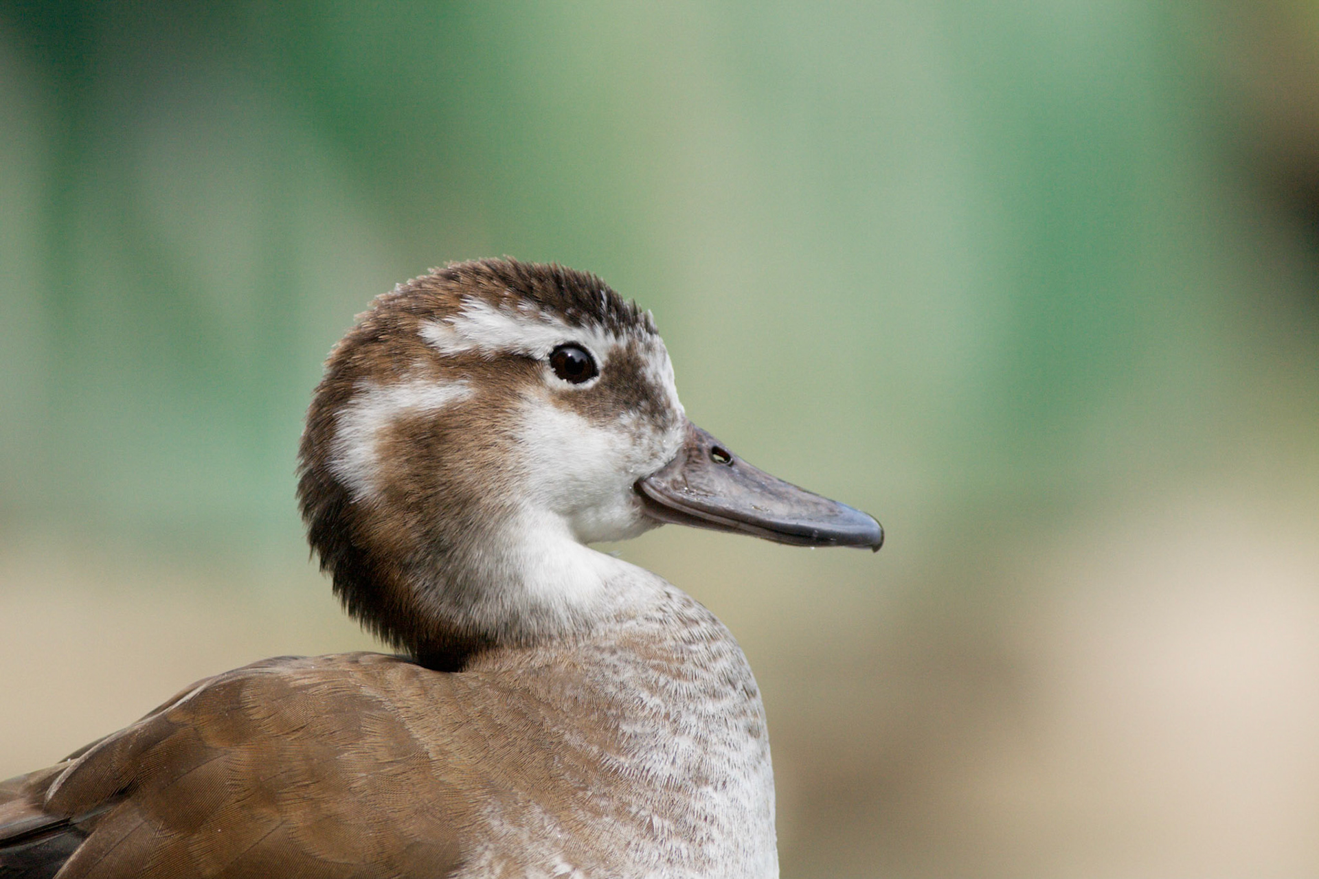 Callonetta leucophrys -- Ringed Teal -- Alzavola Anellata