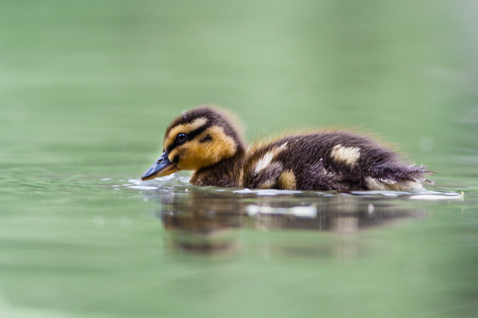 Anas platyrhynchos -- Germano reale -- Mallard