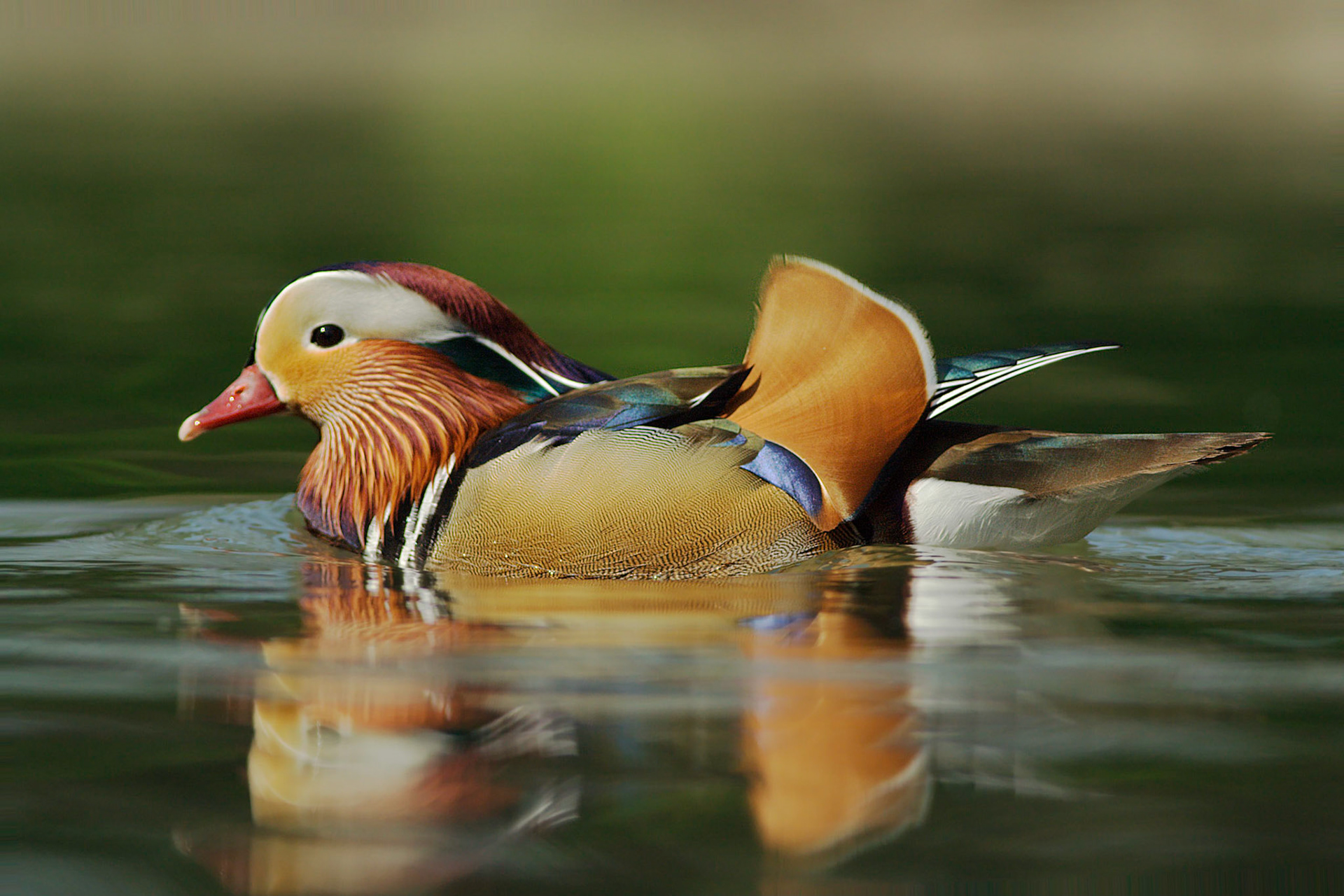 Aix galericulata -- Mandarin Duck -- Anatra Mandarina