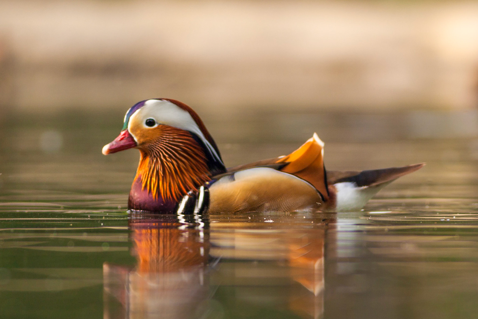 Aix galericulata -- Mandarin Duck -- Anatra Mandarina