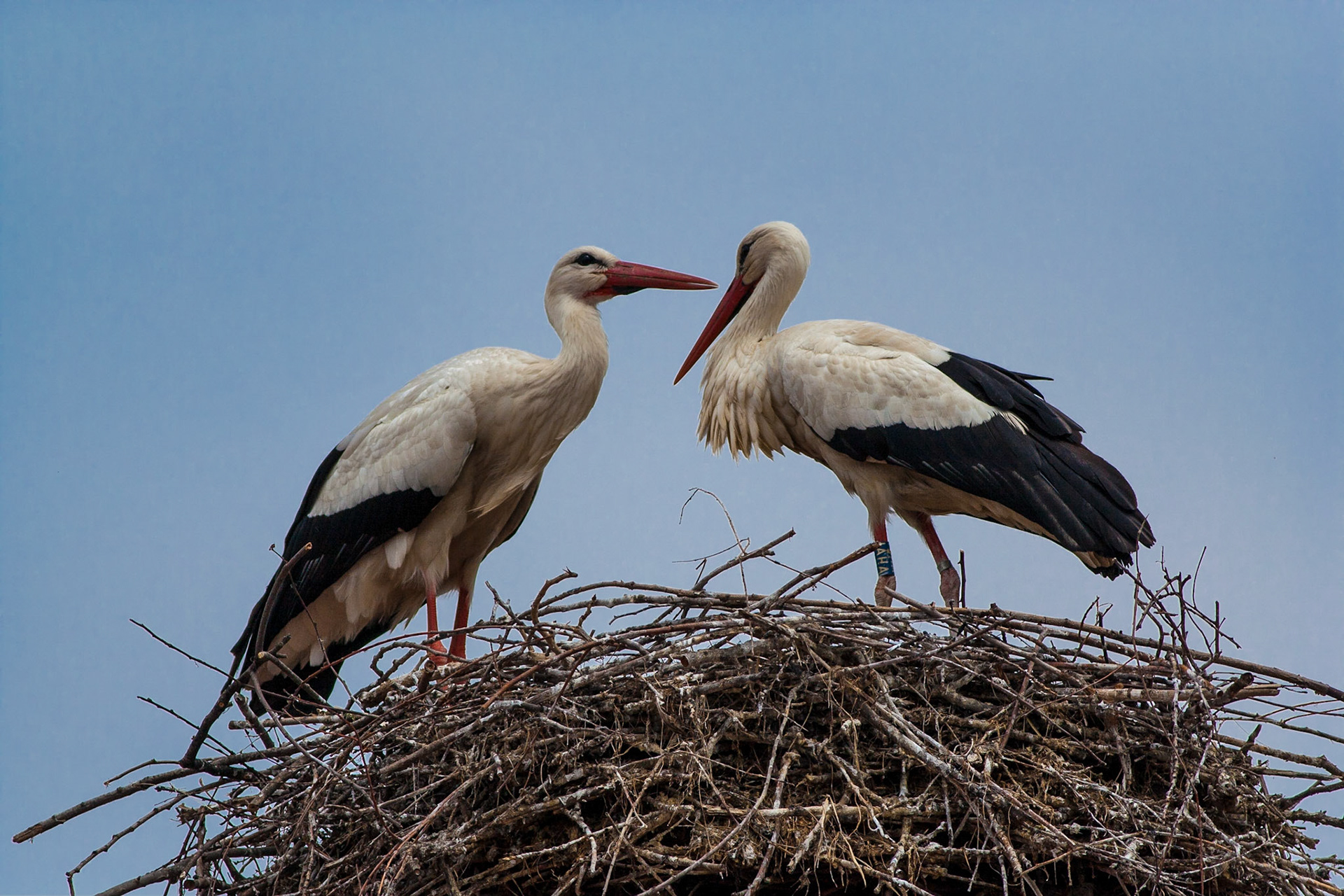 Ciconia ciconia -- White Stork -- Cicogna bianca