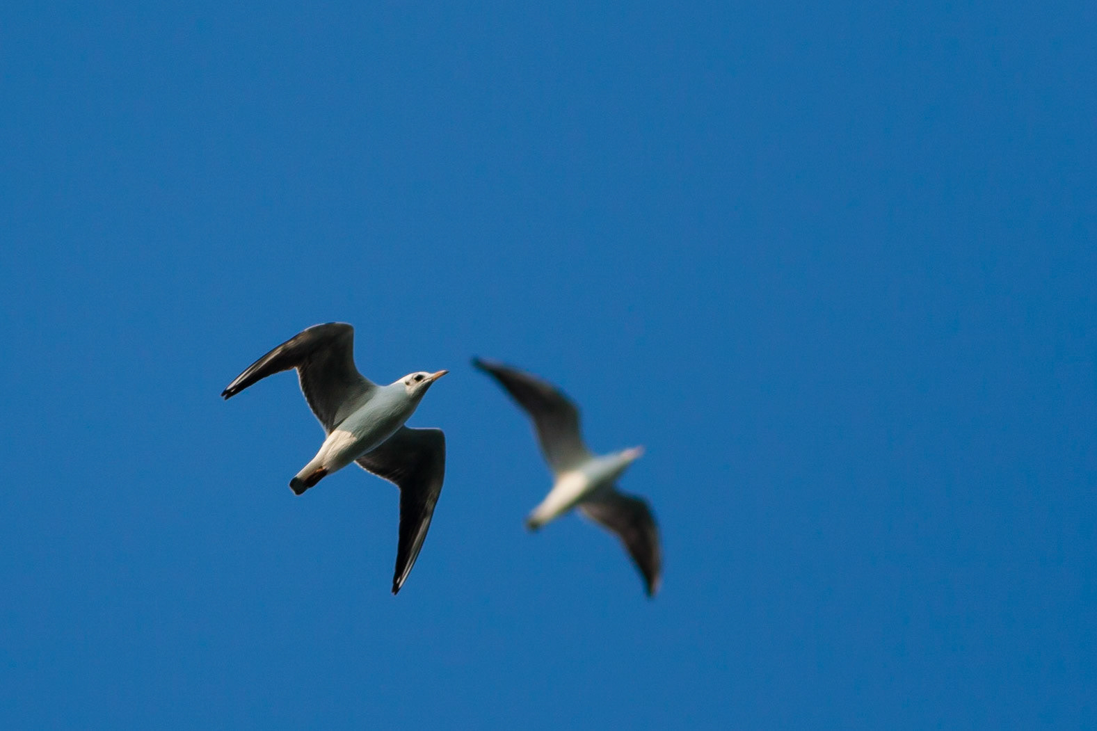 Larus ridibundus -- Black-Headed Gull -- Gabbiano comune