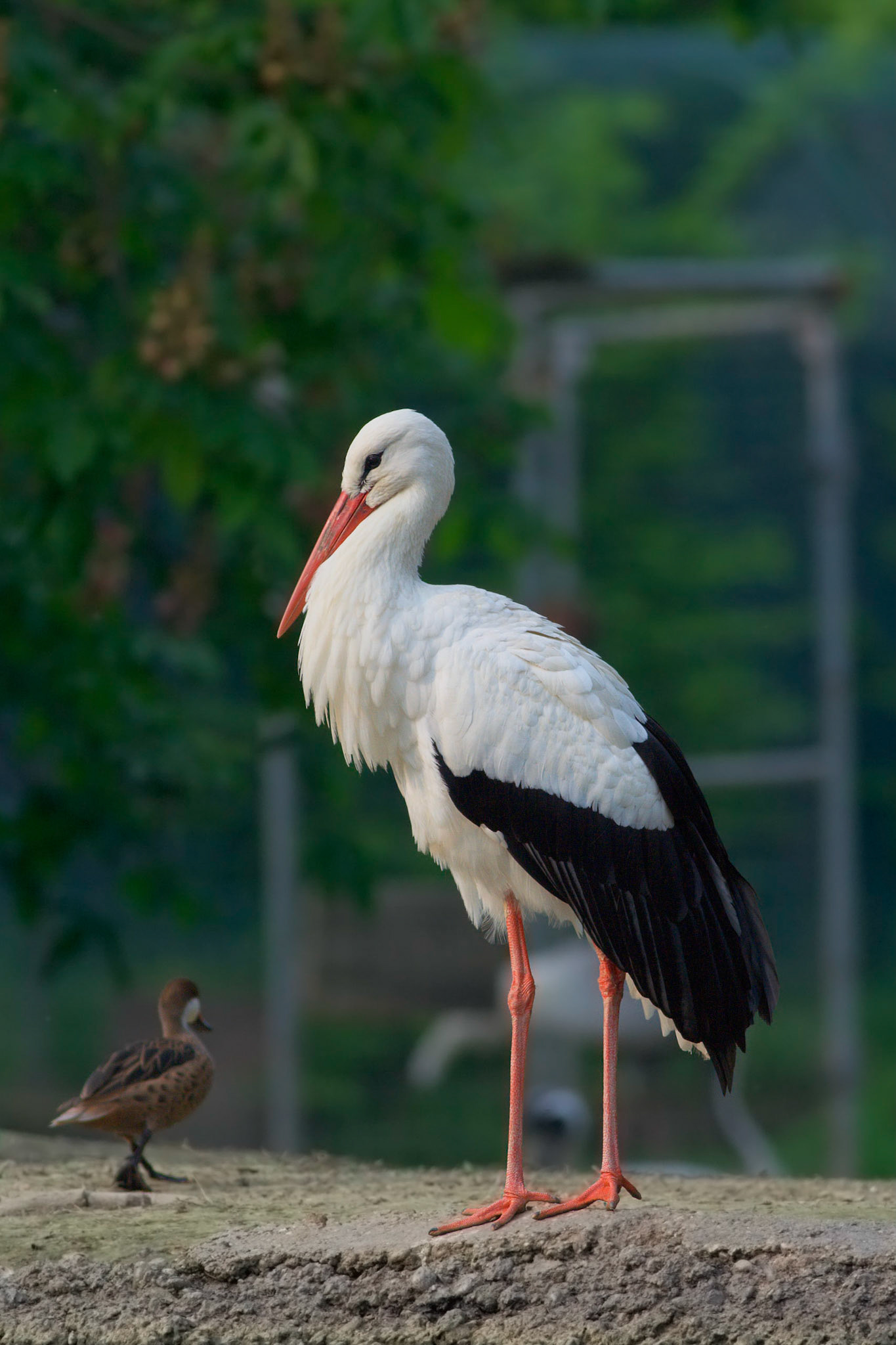 Ciconia ciconia -- White Stork -- Cicogna bianca