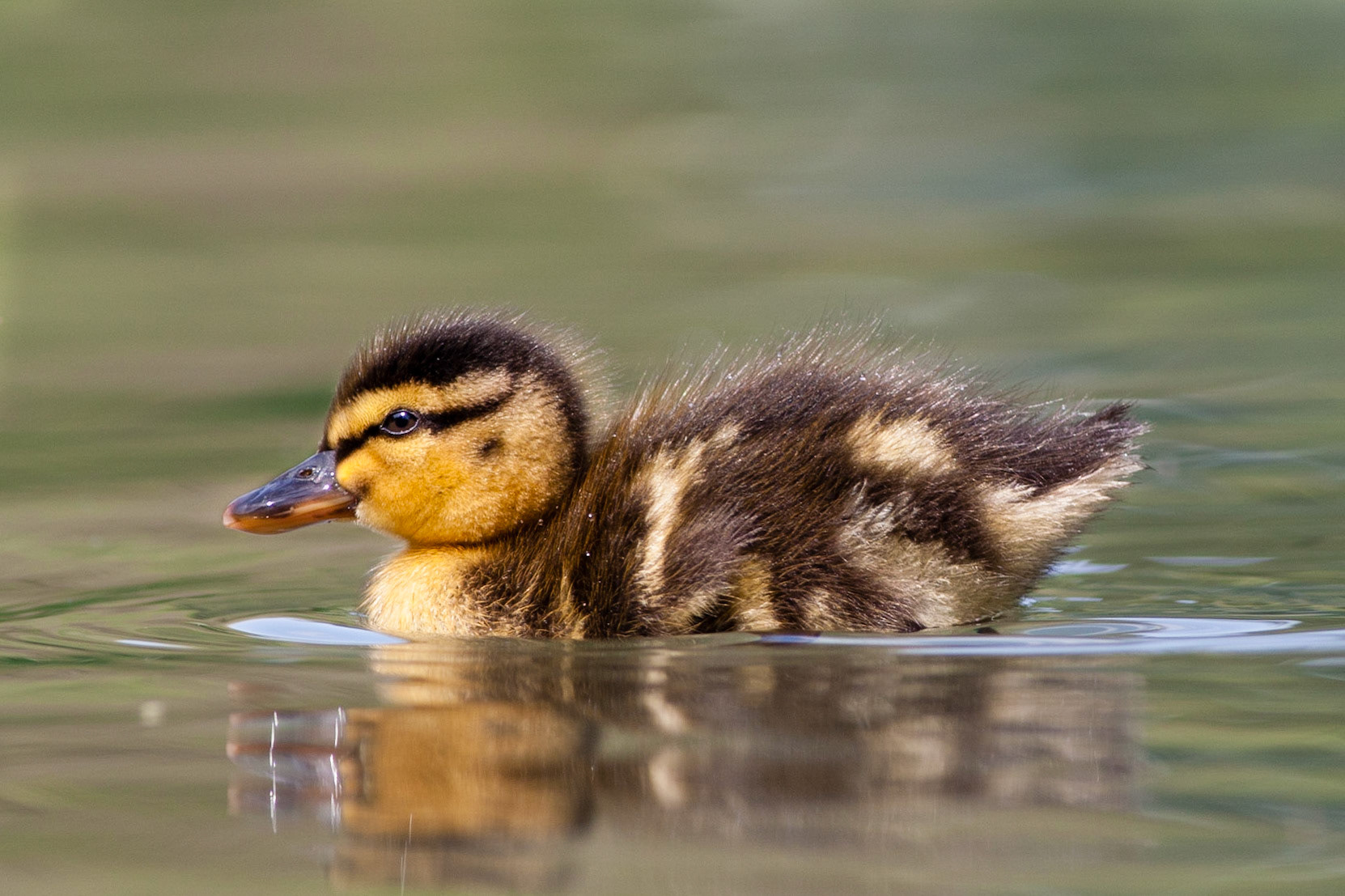 Anas platyrhynchos -- Germano reale -- Mallard