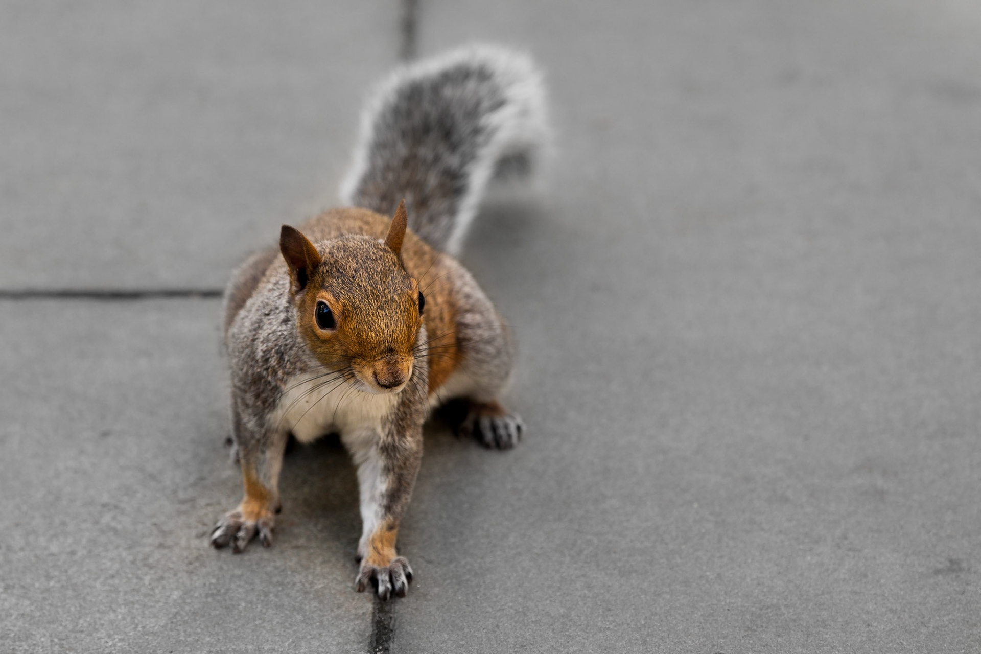 Philadelphia | Pennsylvania | US