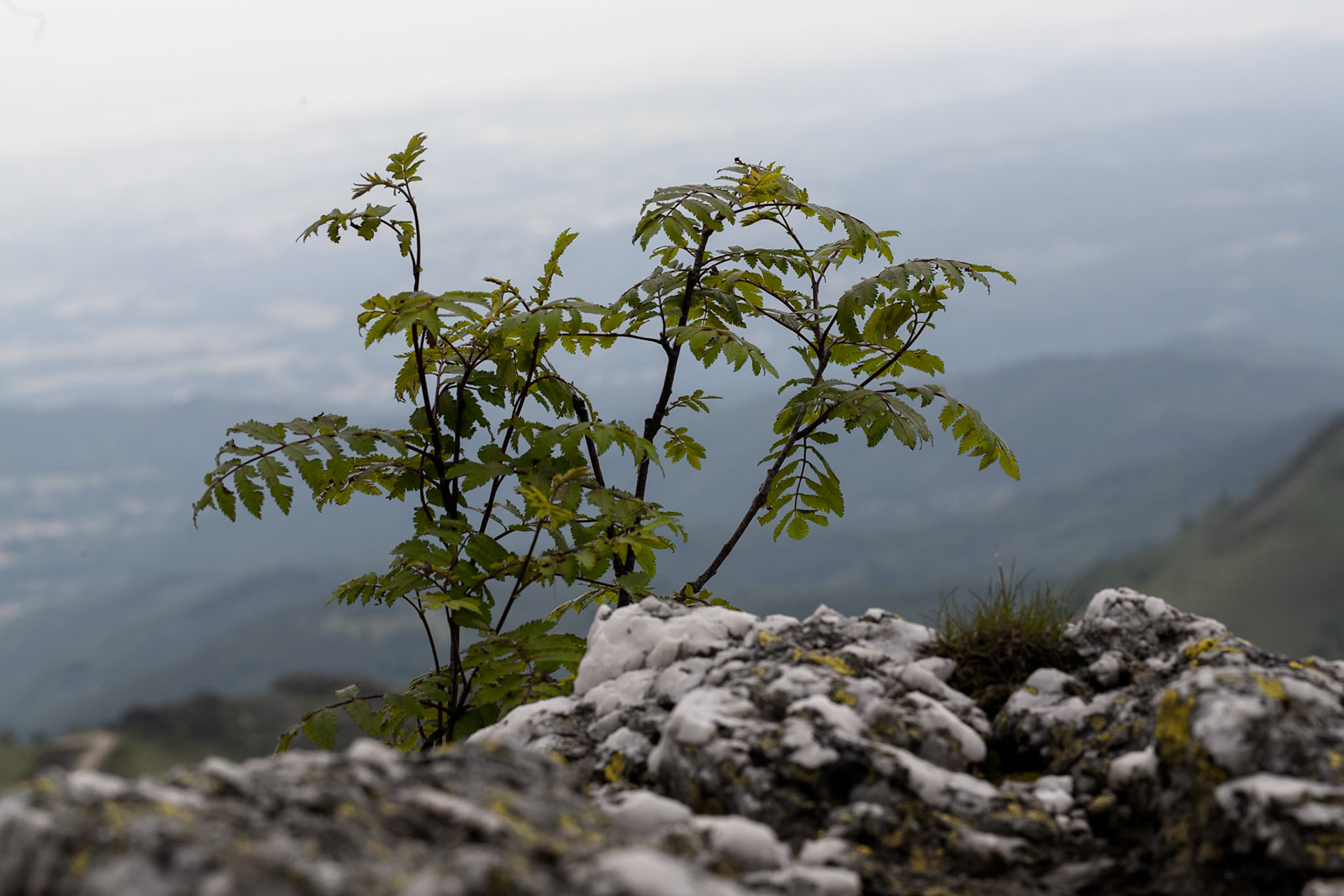A young rowan sapling in the Sacred Valley, a short alpine valley located in the Graian Alps in the province of Turin.
