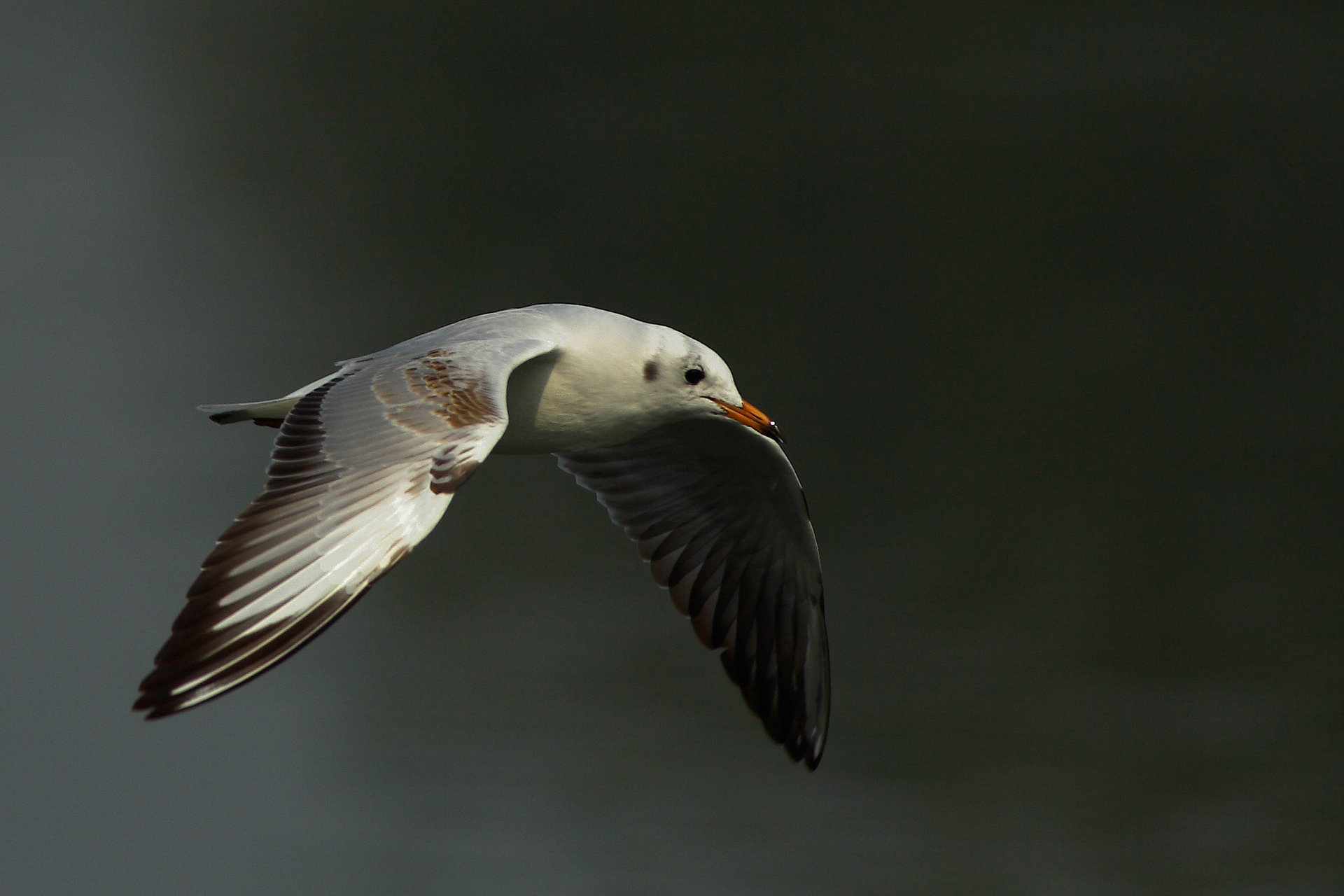 Larus ridibundus -- Black-Headed Gull -- Gabbiano comune