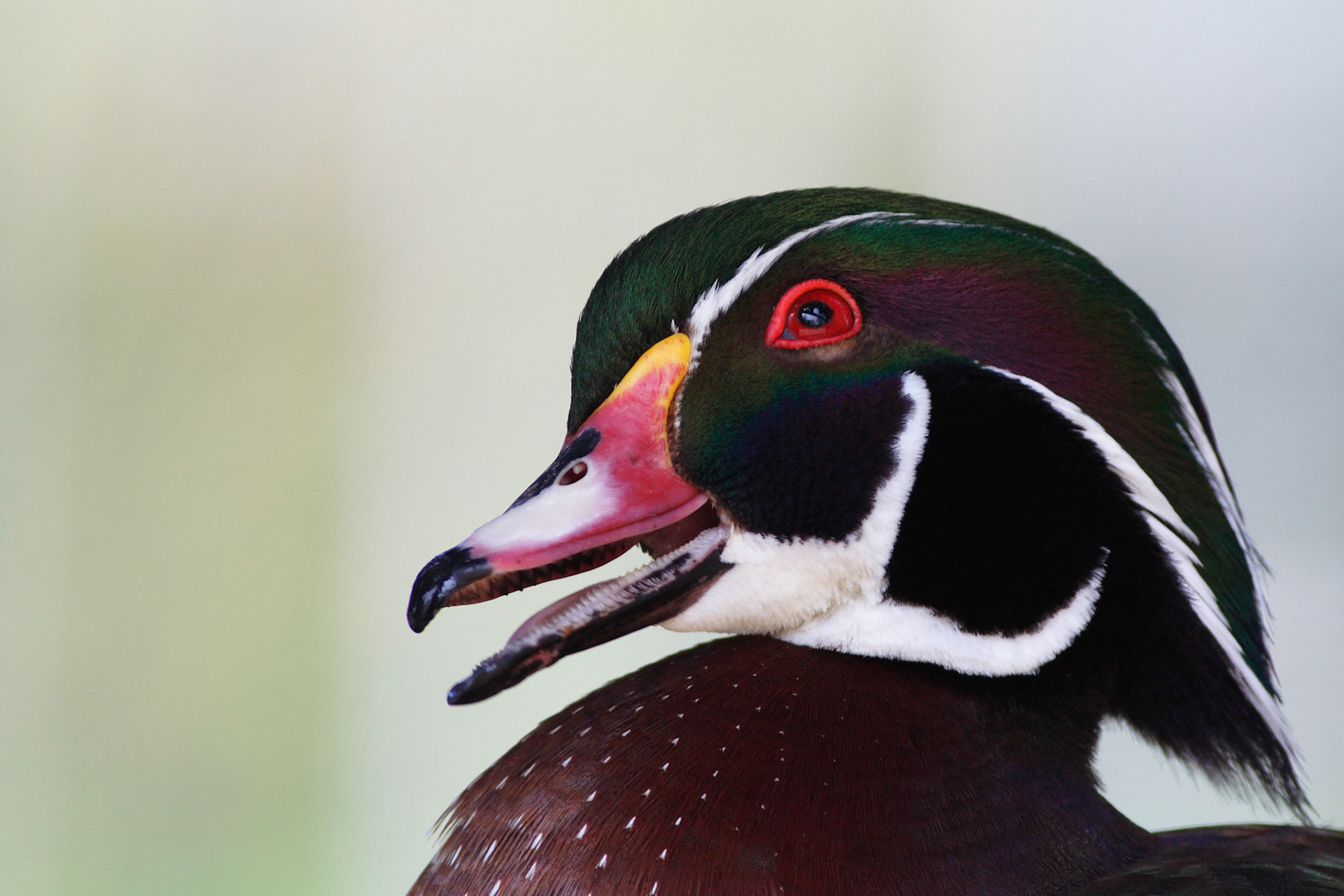 Aix sponsa -- Anatra sposa -- Wood duck