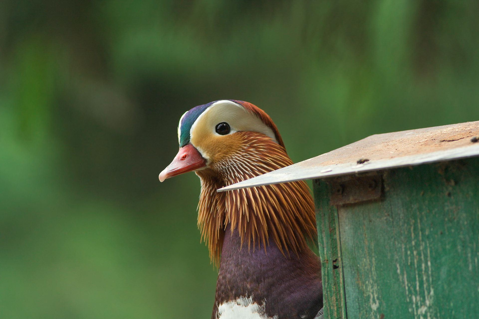Aix galericulata -- Mandarin Duck -- Anatra Mandarina