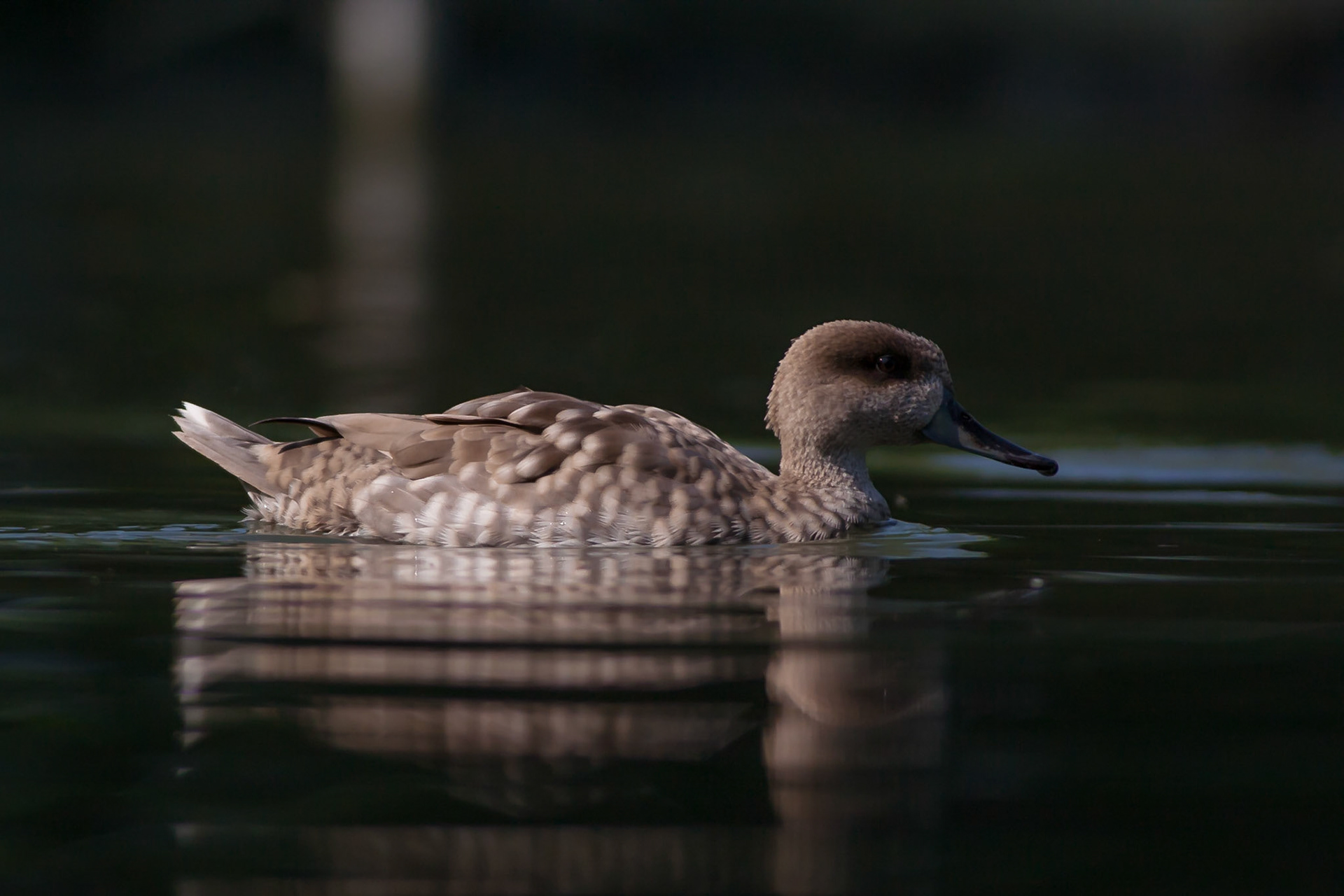 Marmaronetta angustirostris -- Marbled Duck (or Marbled Teal) -- Anatra marmorizzata