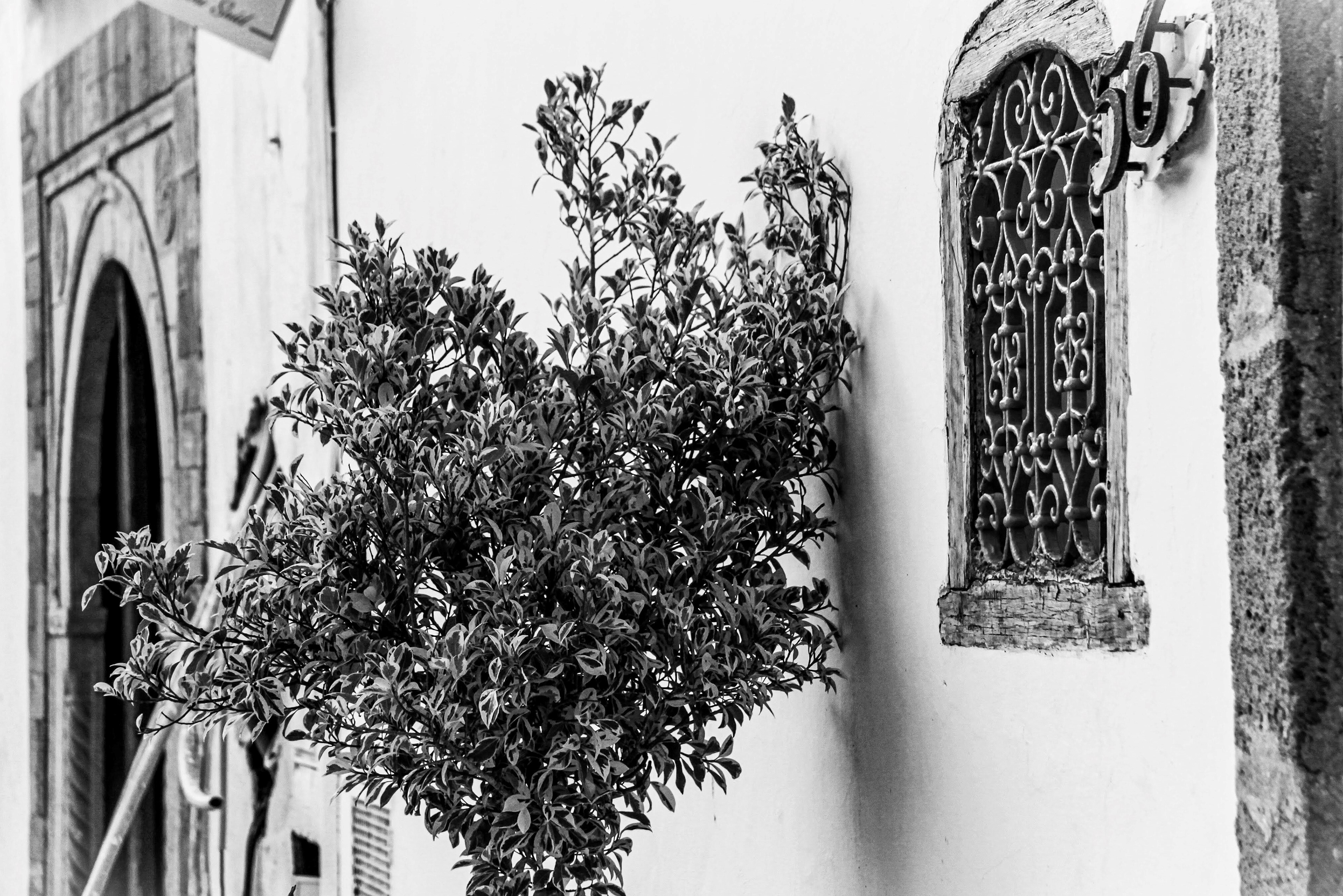 Sidi Bou Saïd