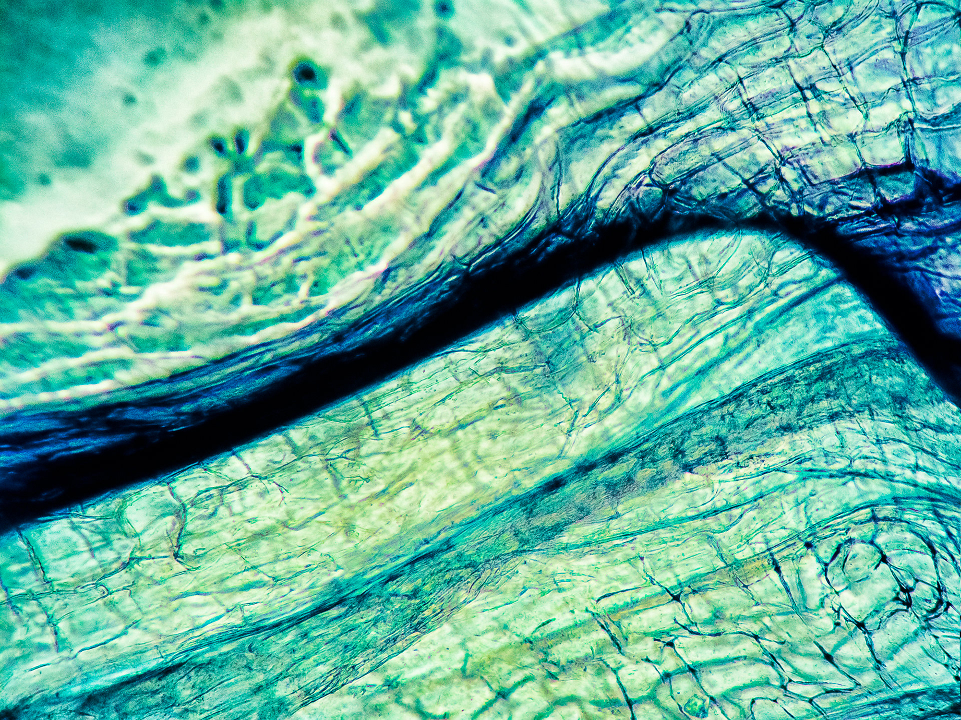 "Caipirinha blade #38 " Fine art paper pigment print 80w x 60h cm edition of 9