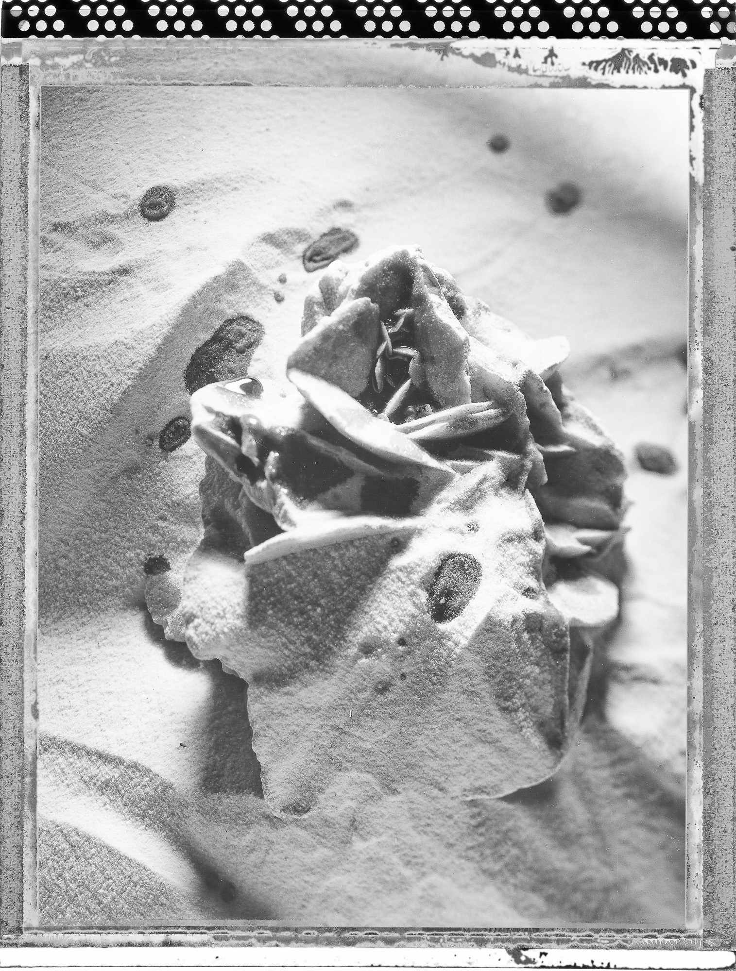 "Spring storm, Desert flower " Fine art paper pigment print 80w x 100h cm edition of 9