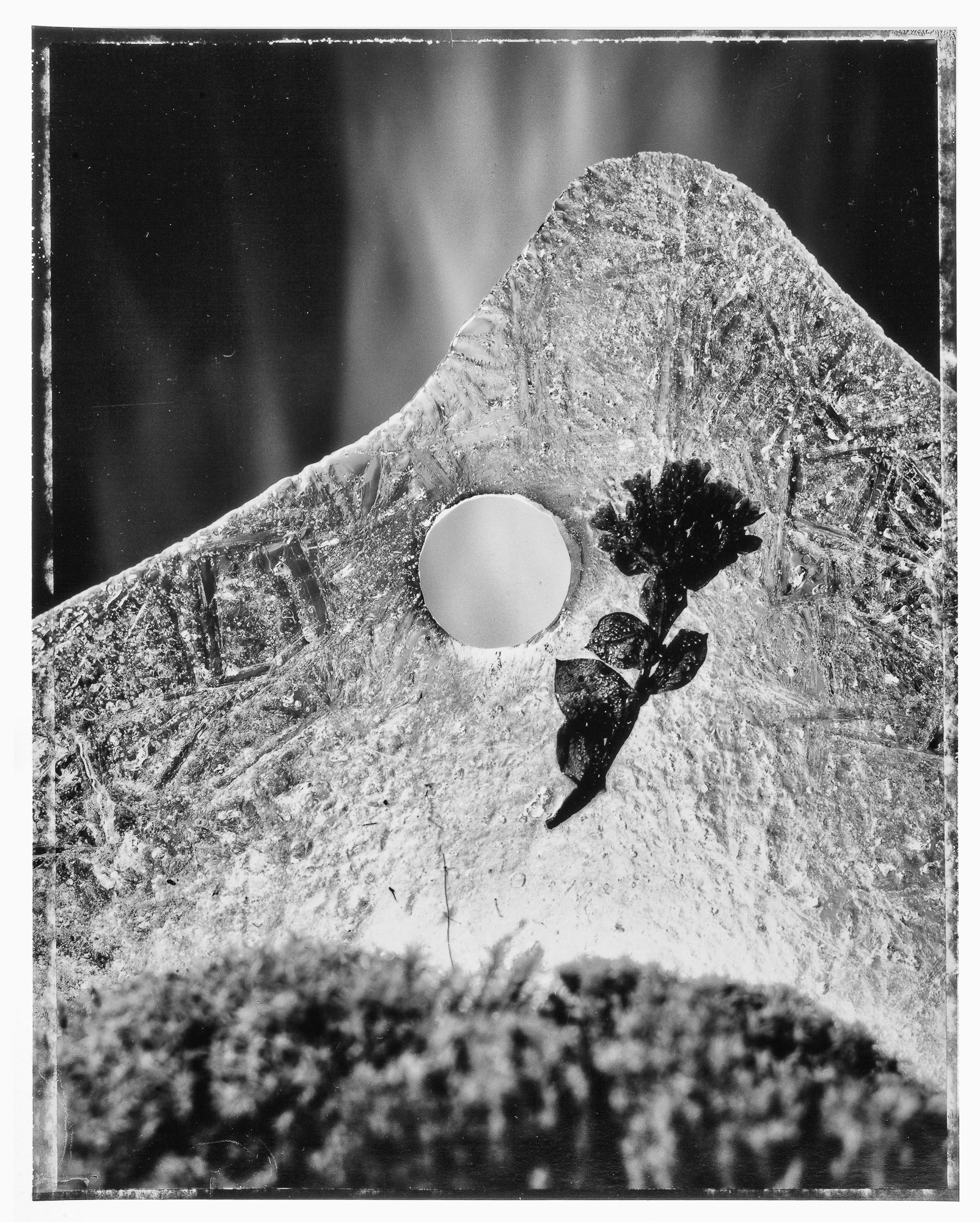 "Spring storm, Iceland flower " Fine art paper pigment print 80w x 100h cm edition of 9