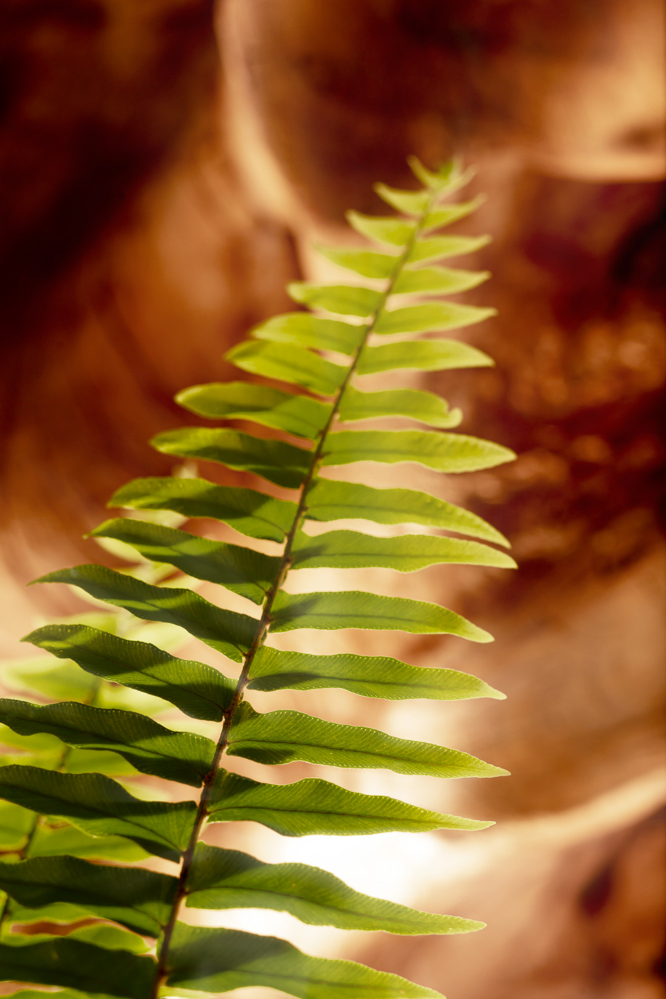 "Brazilian foliage 1" Fine art paper pigment print 40w x 60h cm edition of 9