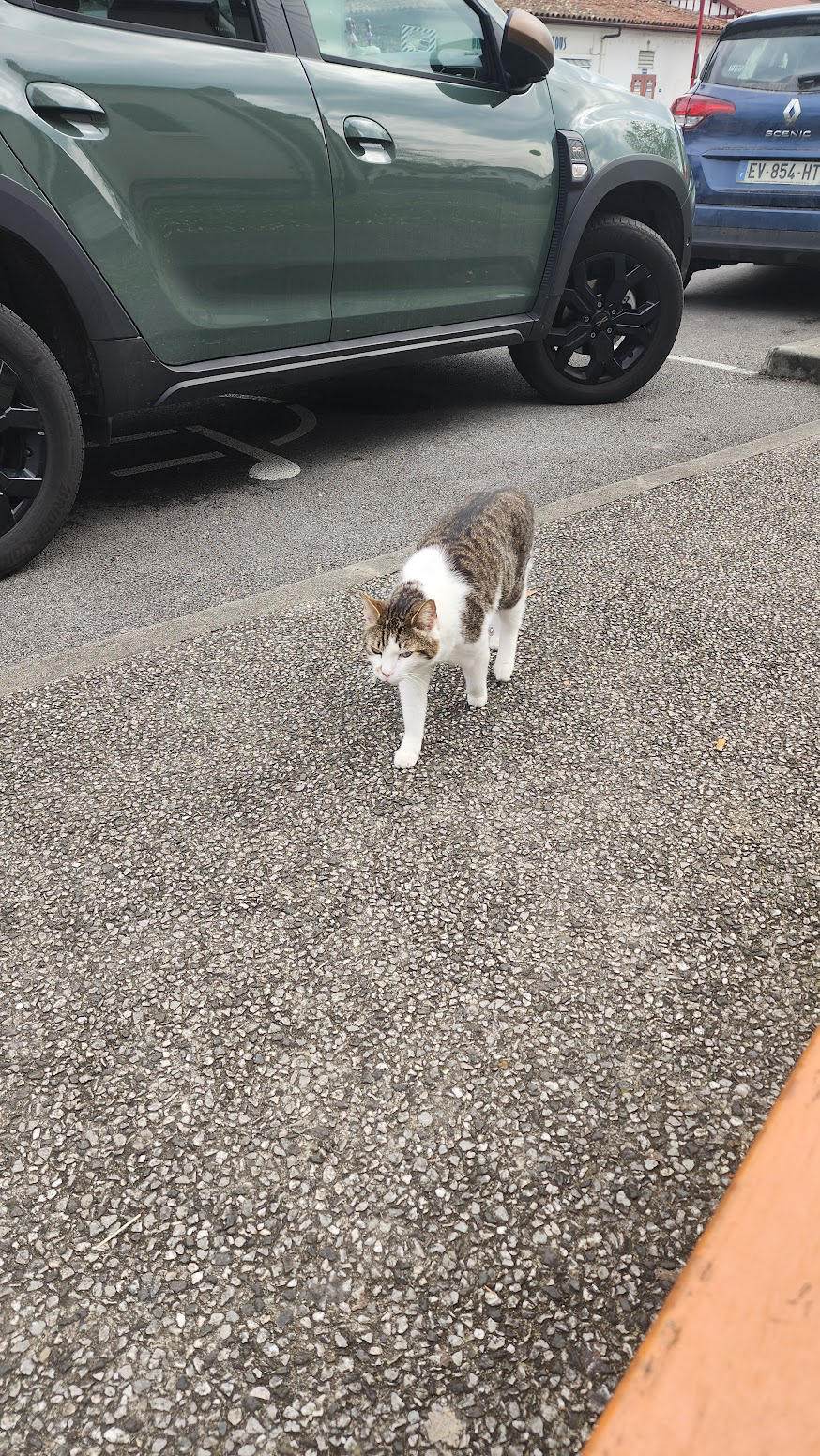 LE CHAT