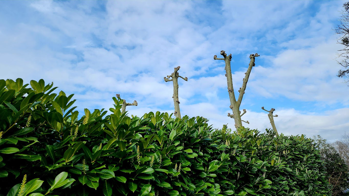 POLLARDED TREES