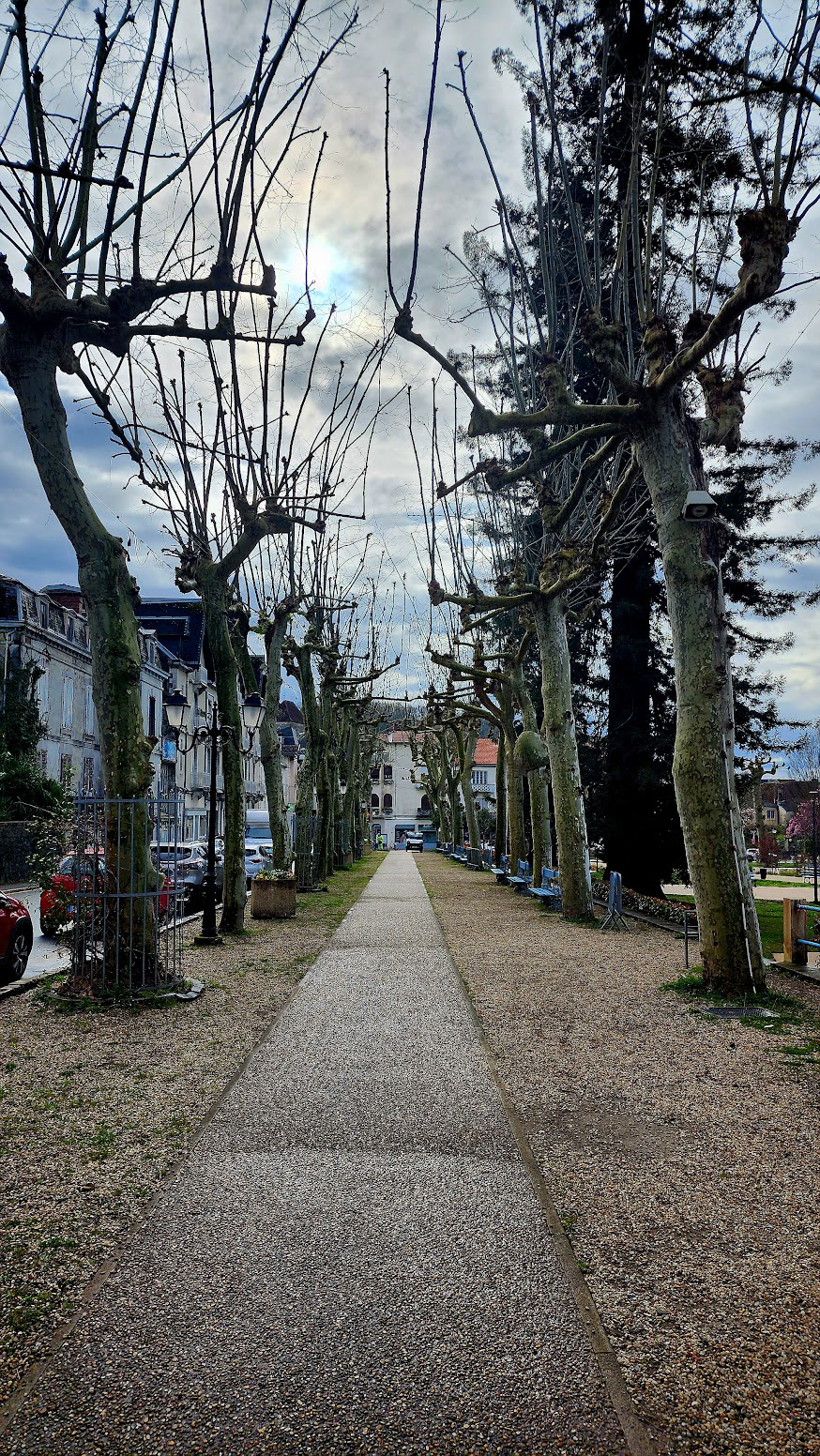 STREET SCENE WITH POLLARDED TREES