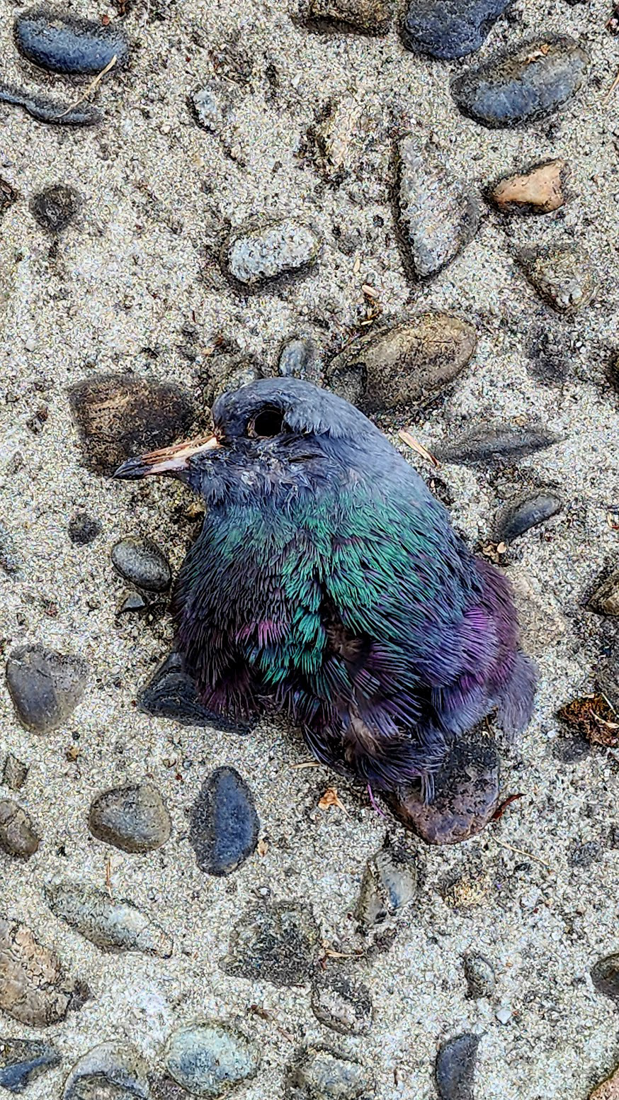 Dead Pigeon in Bellocq