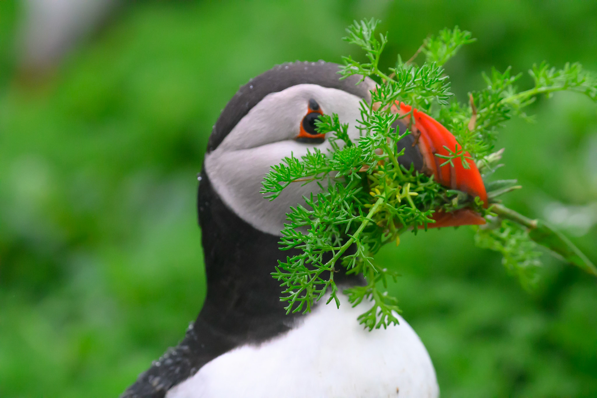 Atlantic Puffin - Skomer Island June 2025