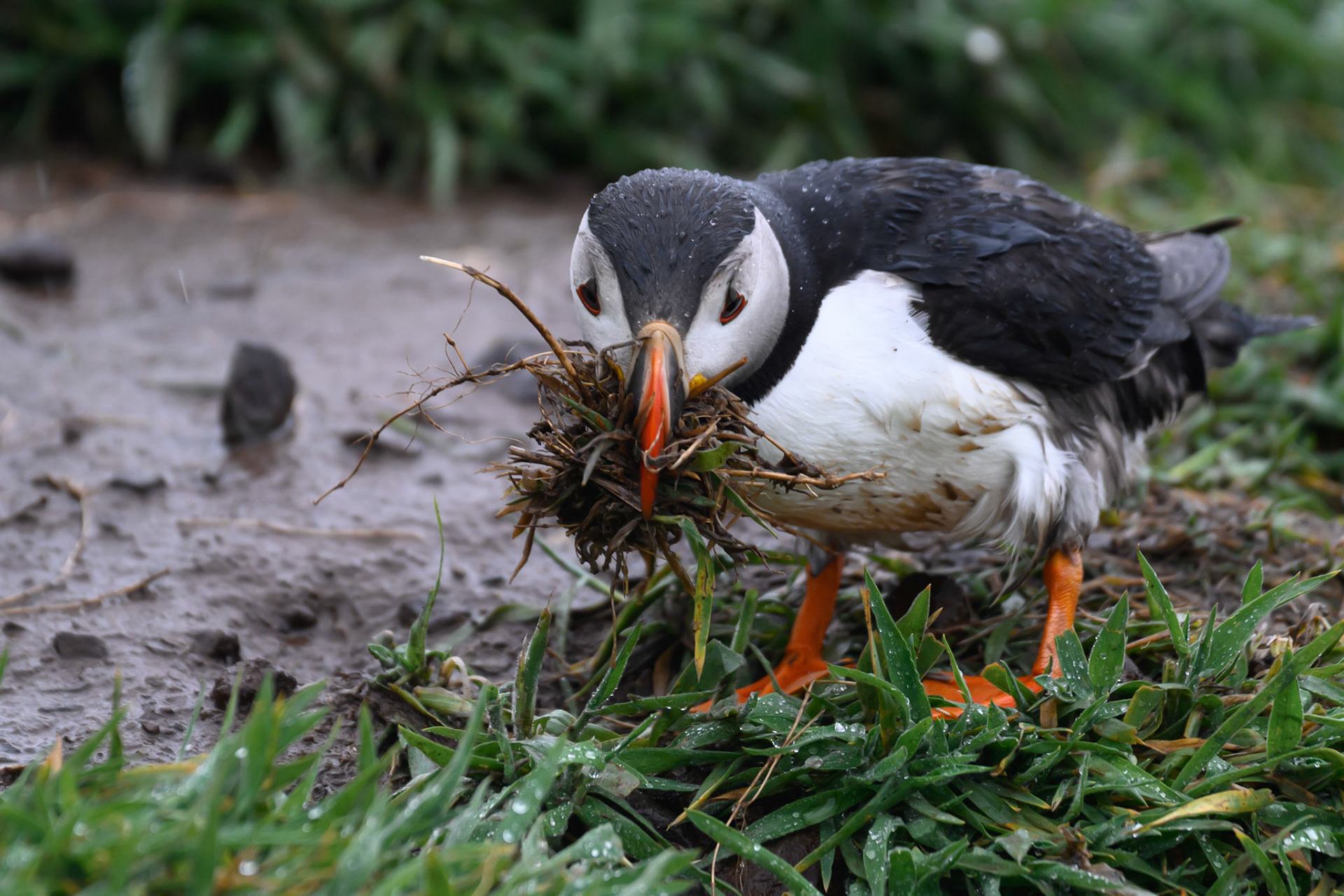 Atlantic Puffin - Skomer Island June 2025