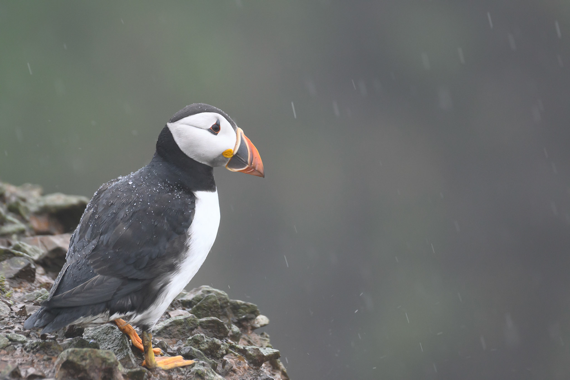 Atlantic Puffin - Skomer Island June 2025