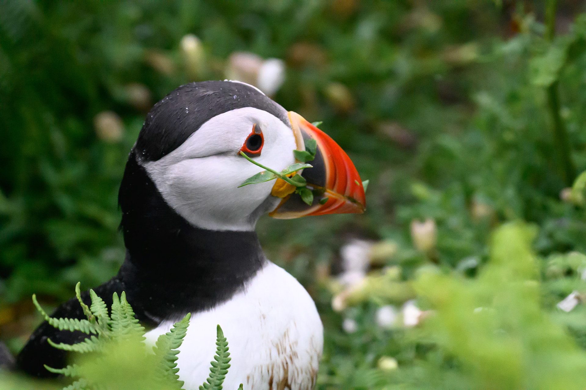 Atlantic Puffin - Skomer Island June 2025