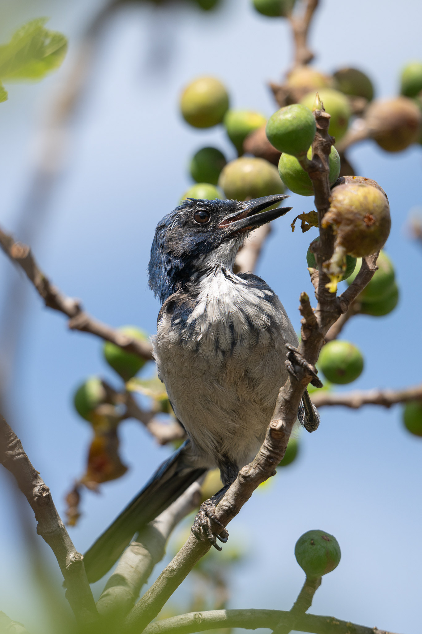 Island Scrub Jay - Santa Cruz Island