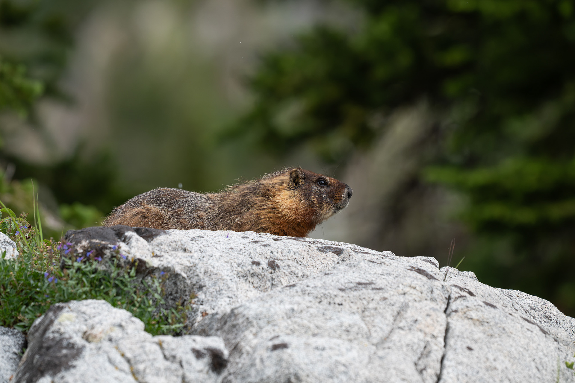 Yellow Bellied Marmot - Brighton Utah