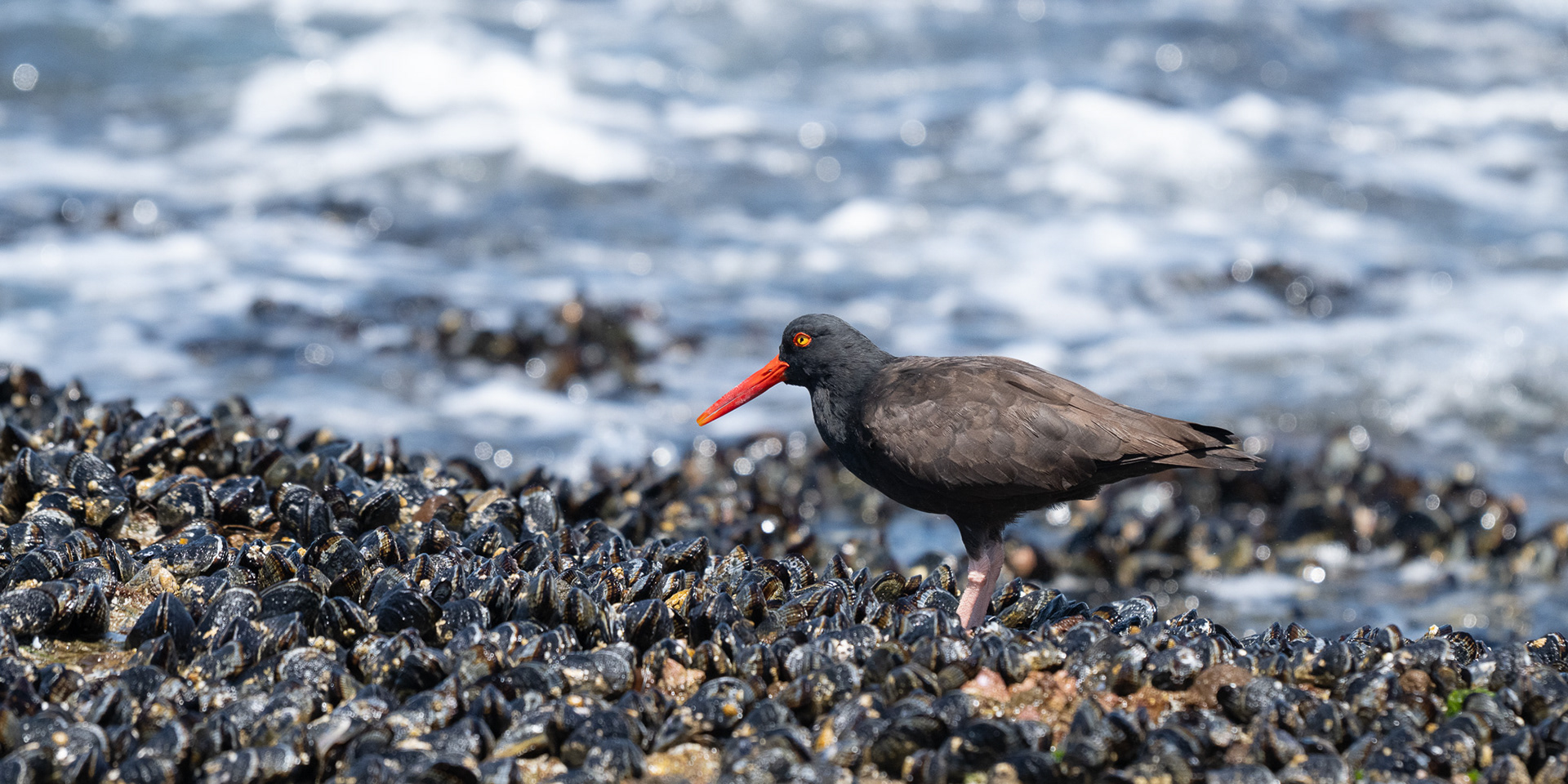 Black Oystercatcher - Santa Rosa Island