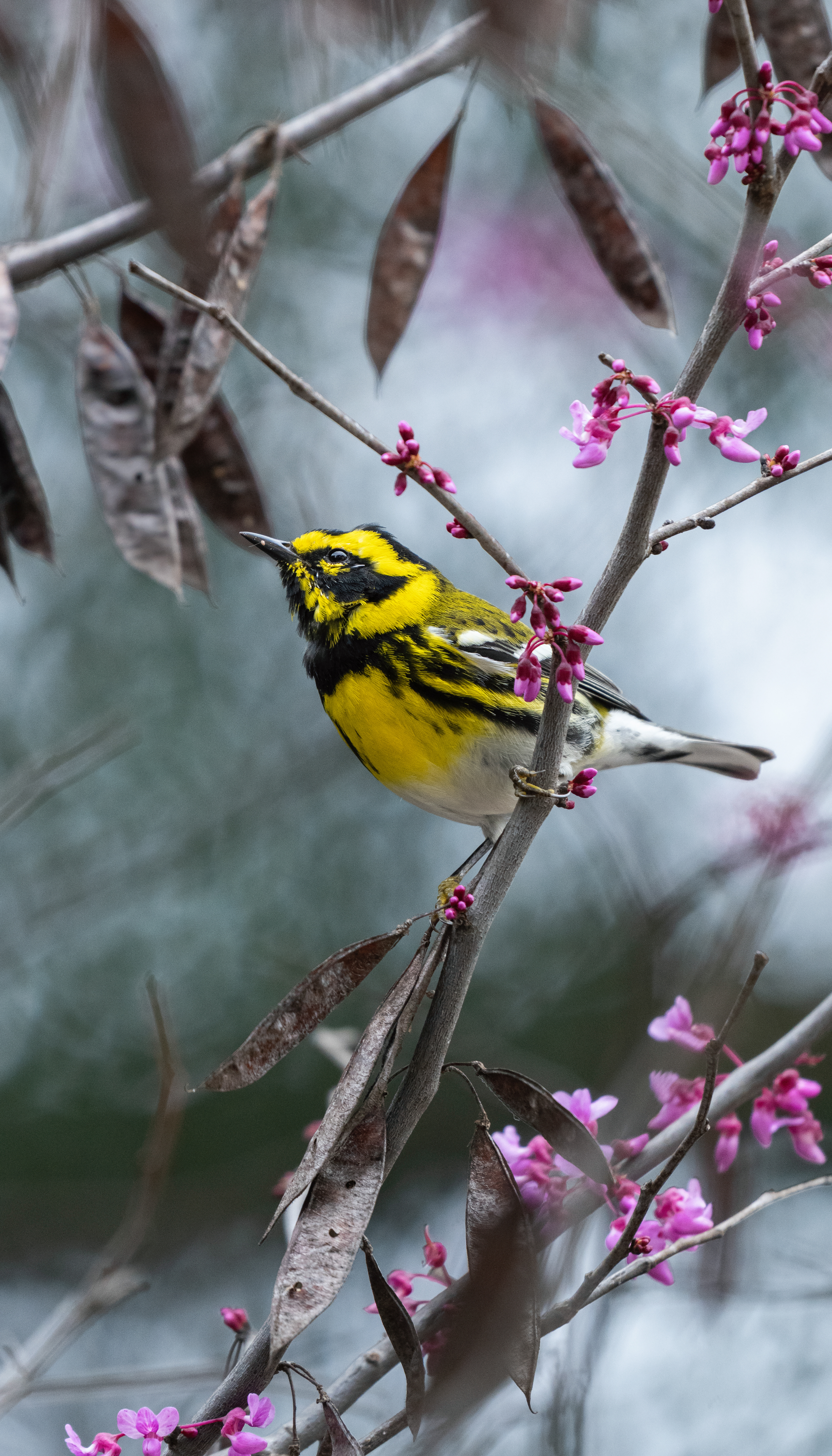 Townsends warbler - Kenneth Hahn State Park