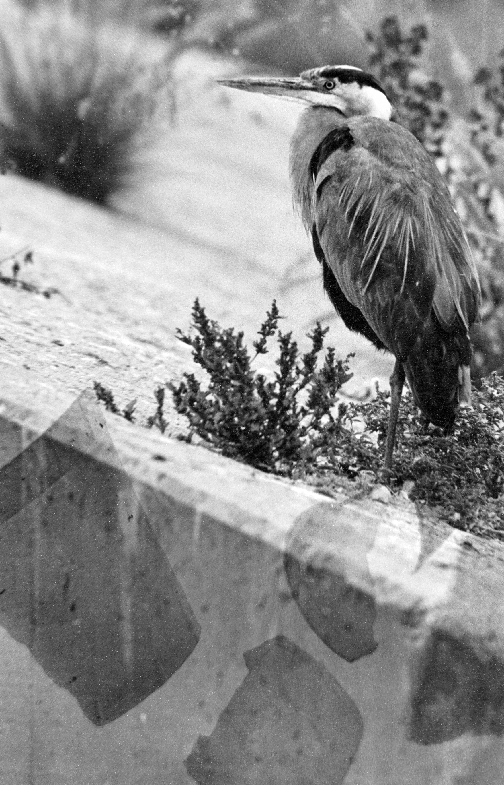 great blue heron