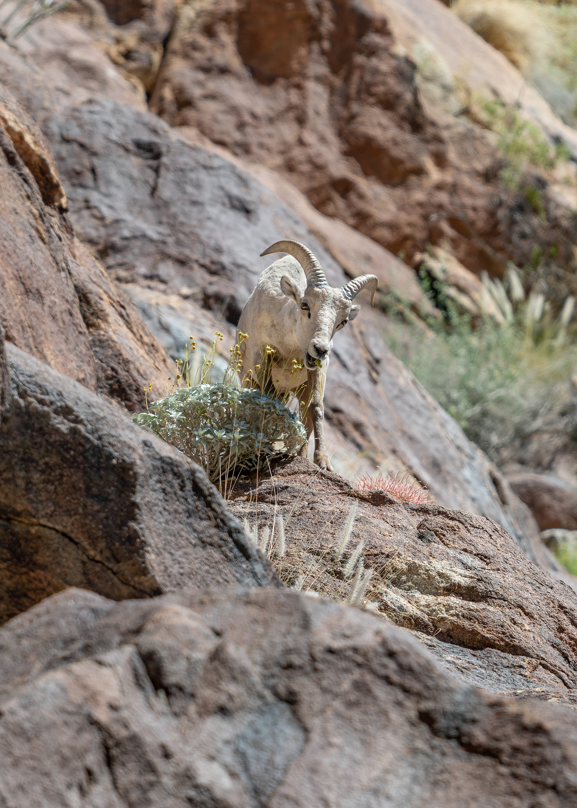Desert Bighorn Sheep - Borrego Palm Canyon