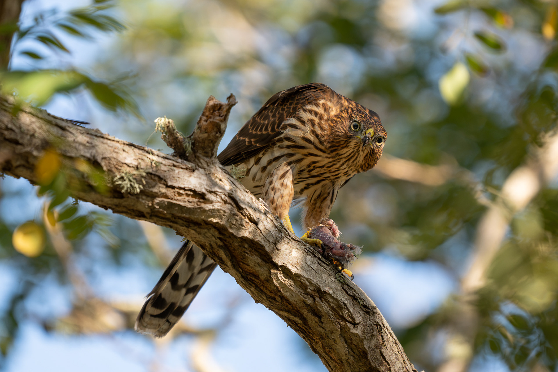 Cooper's Hawk - Santa Cruz Island
