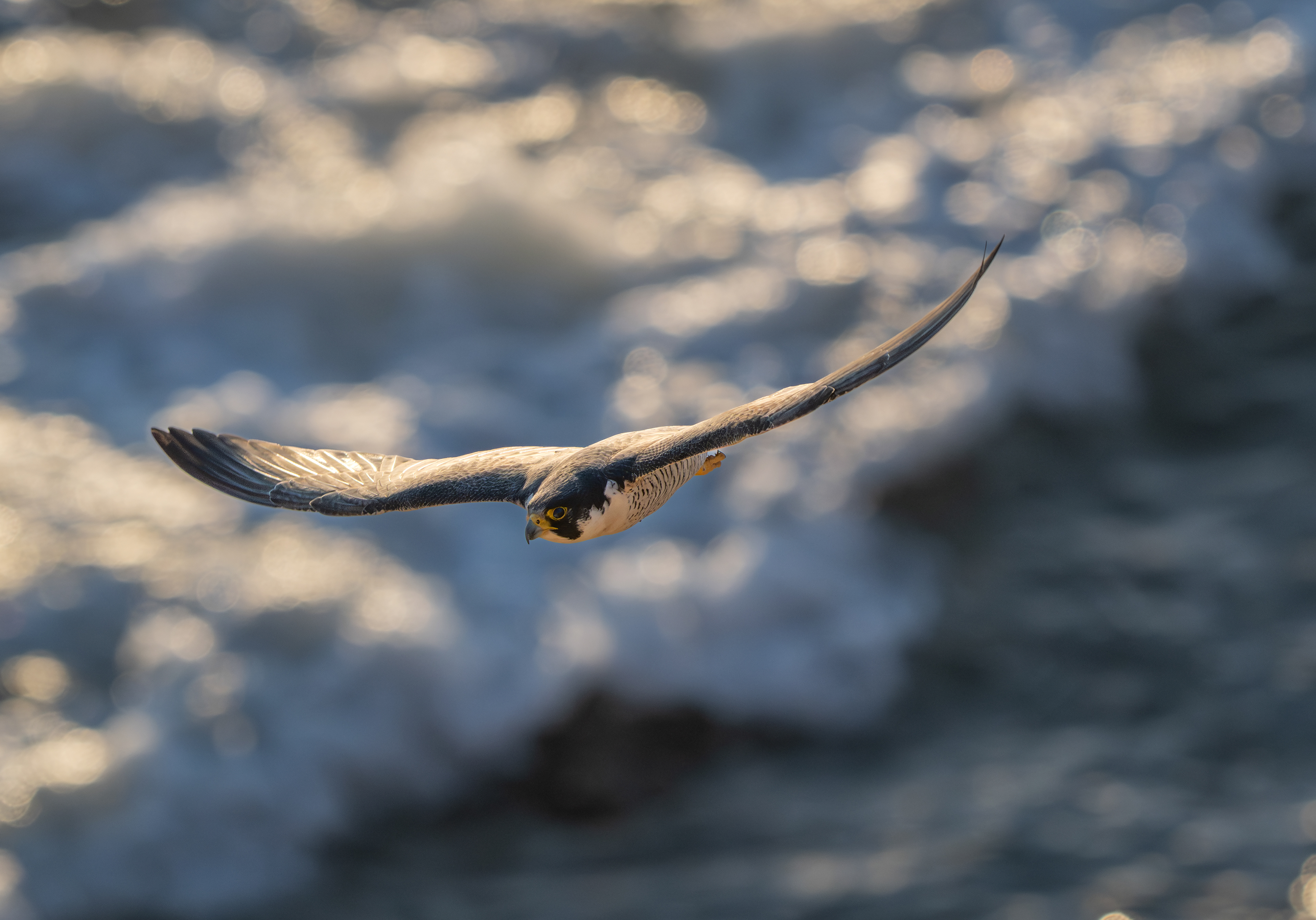 Peregrine Falcon - Coastal San Pedro