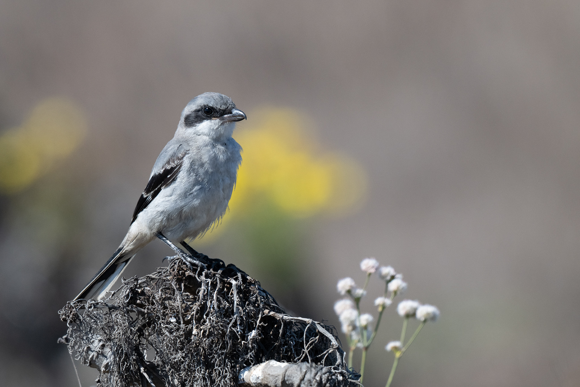 Loggerhead Shrike - Santa Cruz Island