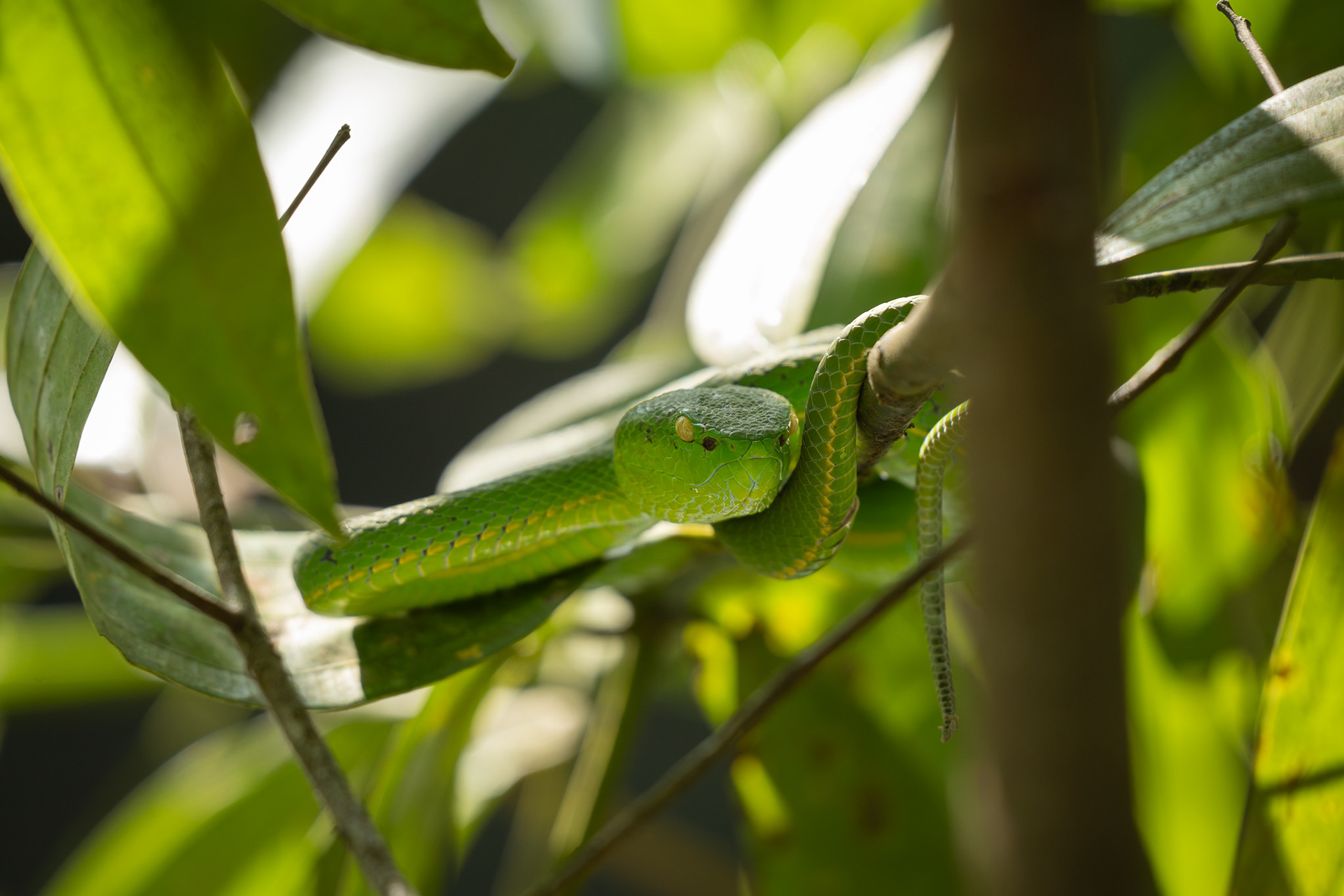 Vogel's Pit Viper