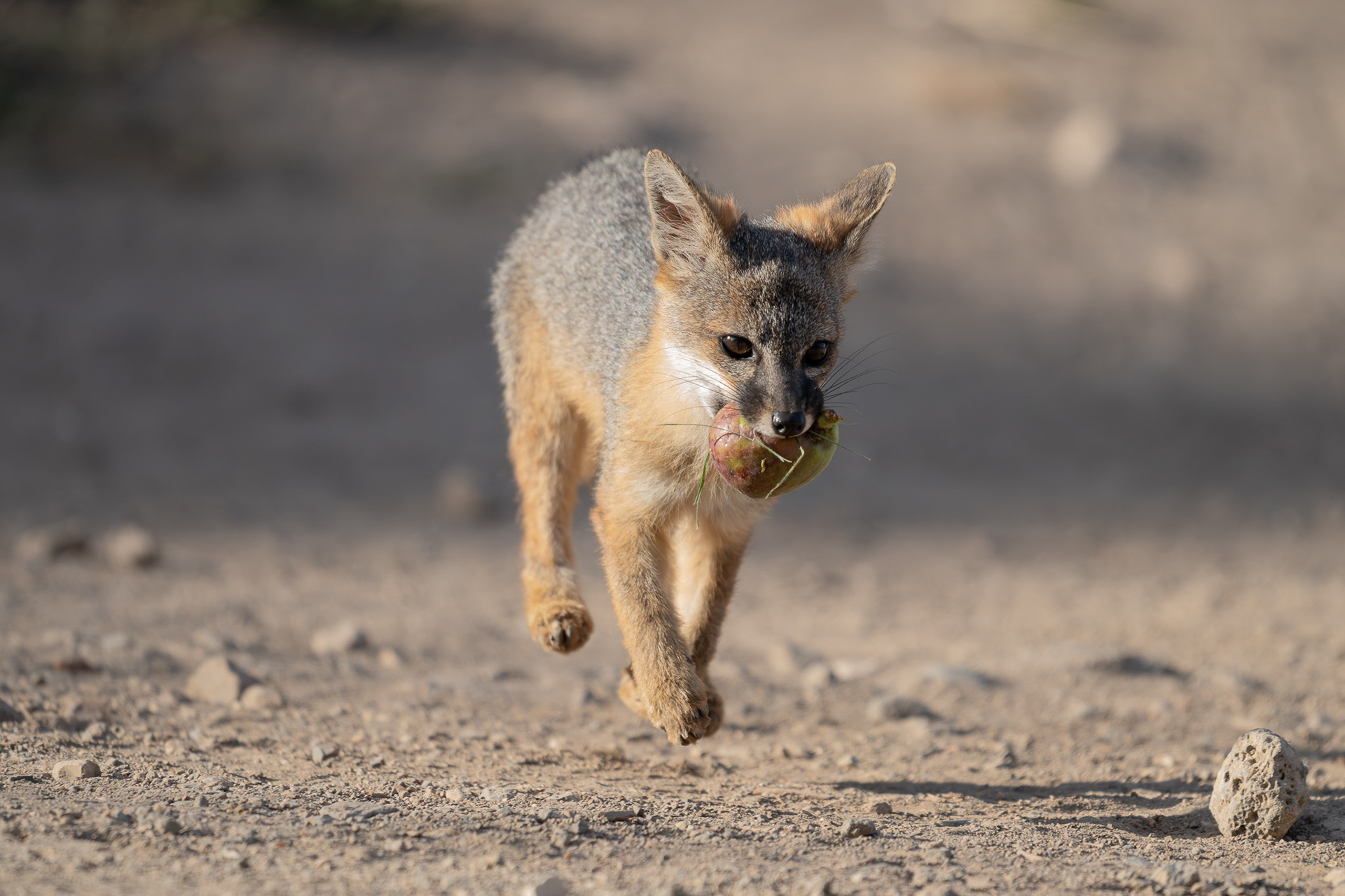 Channel Island Fox - Santa Cruz Island