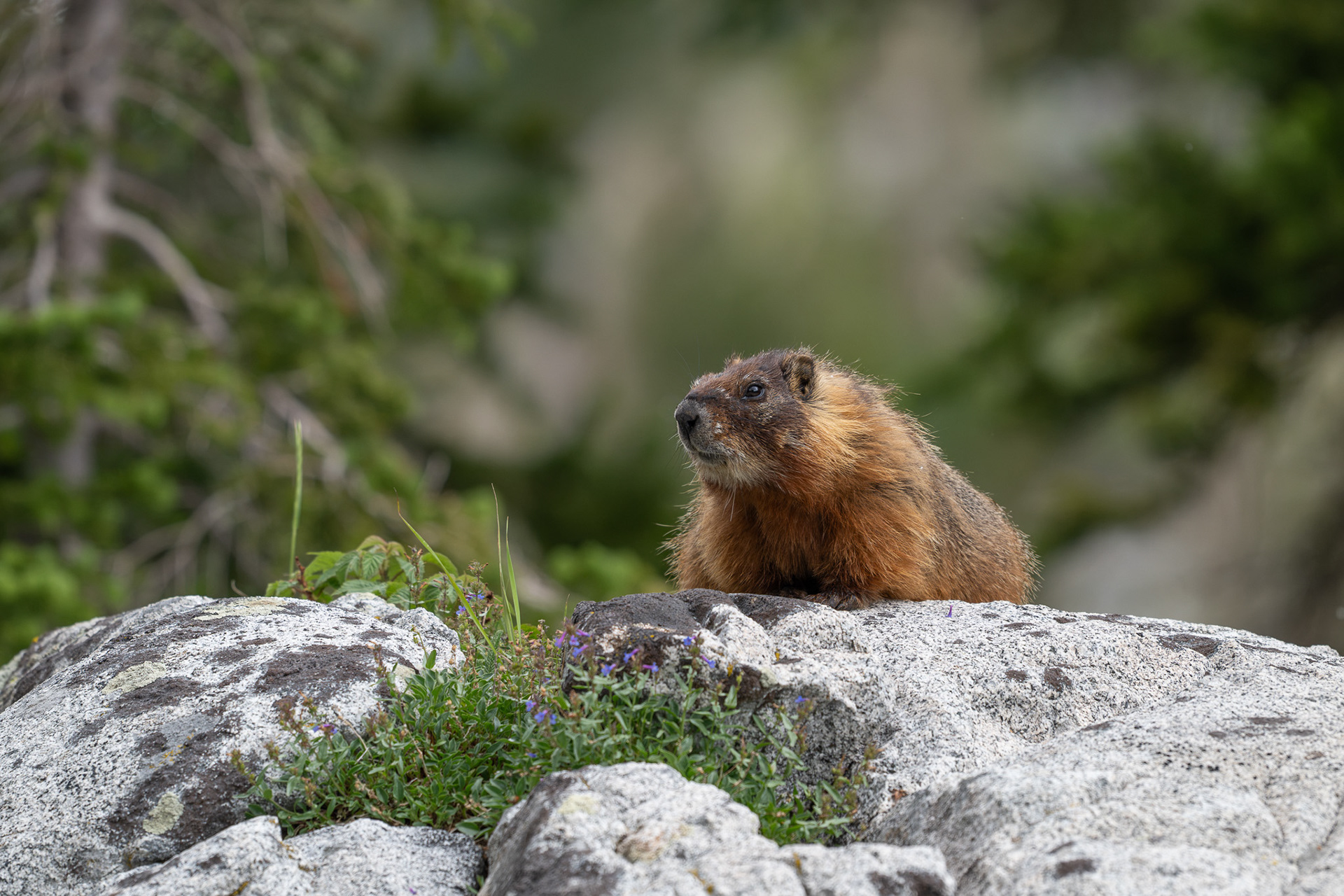 Yellow Bellied Marmot - Brighton Utah