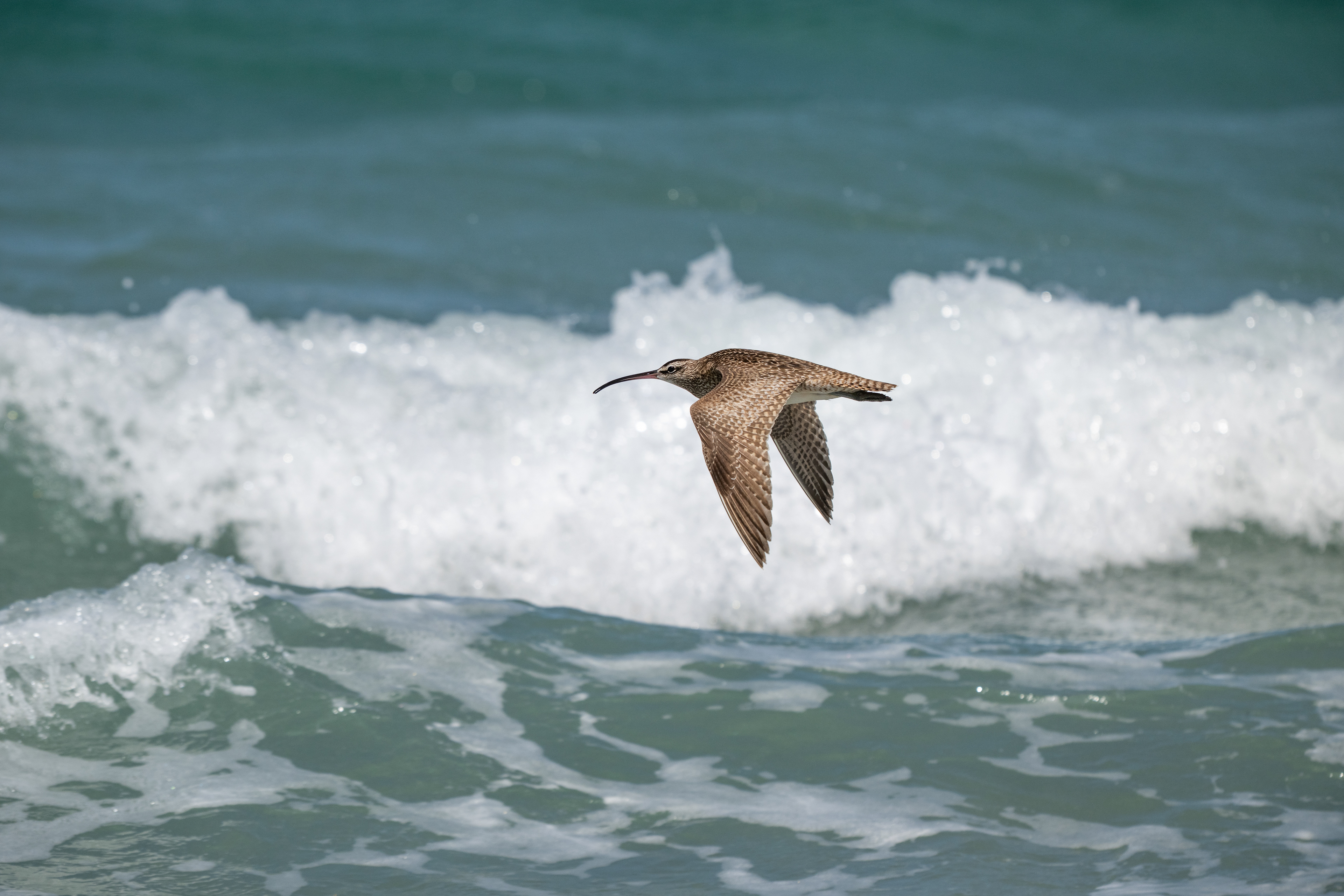  Dowitcher - Santa Rosa Island