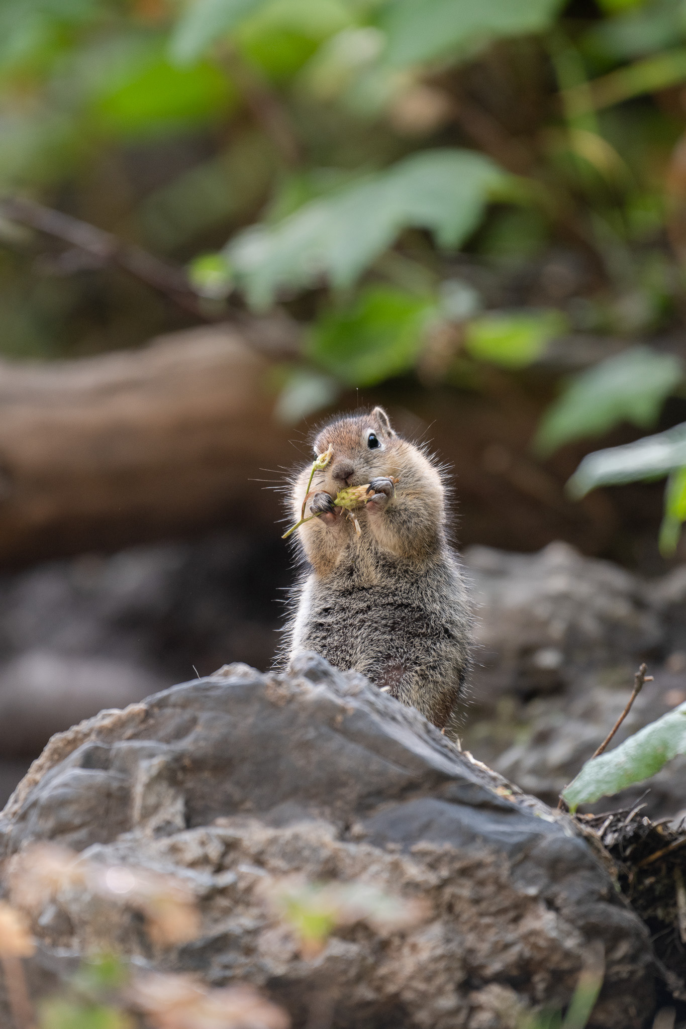 Golden Mantled Ground Squirrel - Brighton Utah