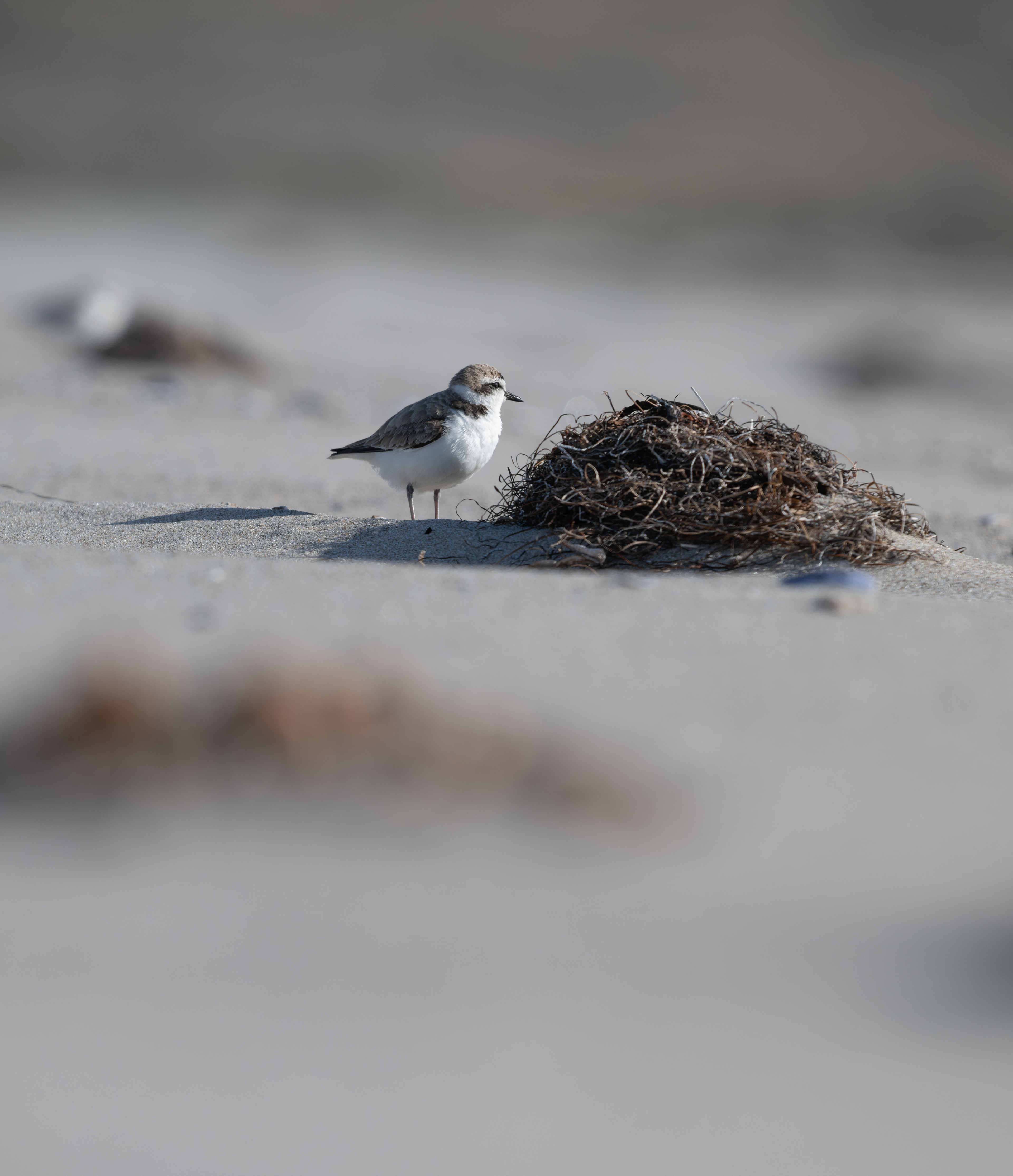 Snowy Plover - Santa Rosa Island