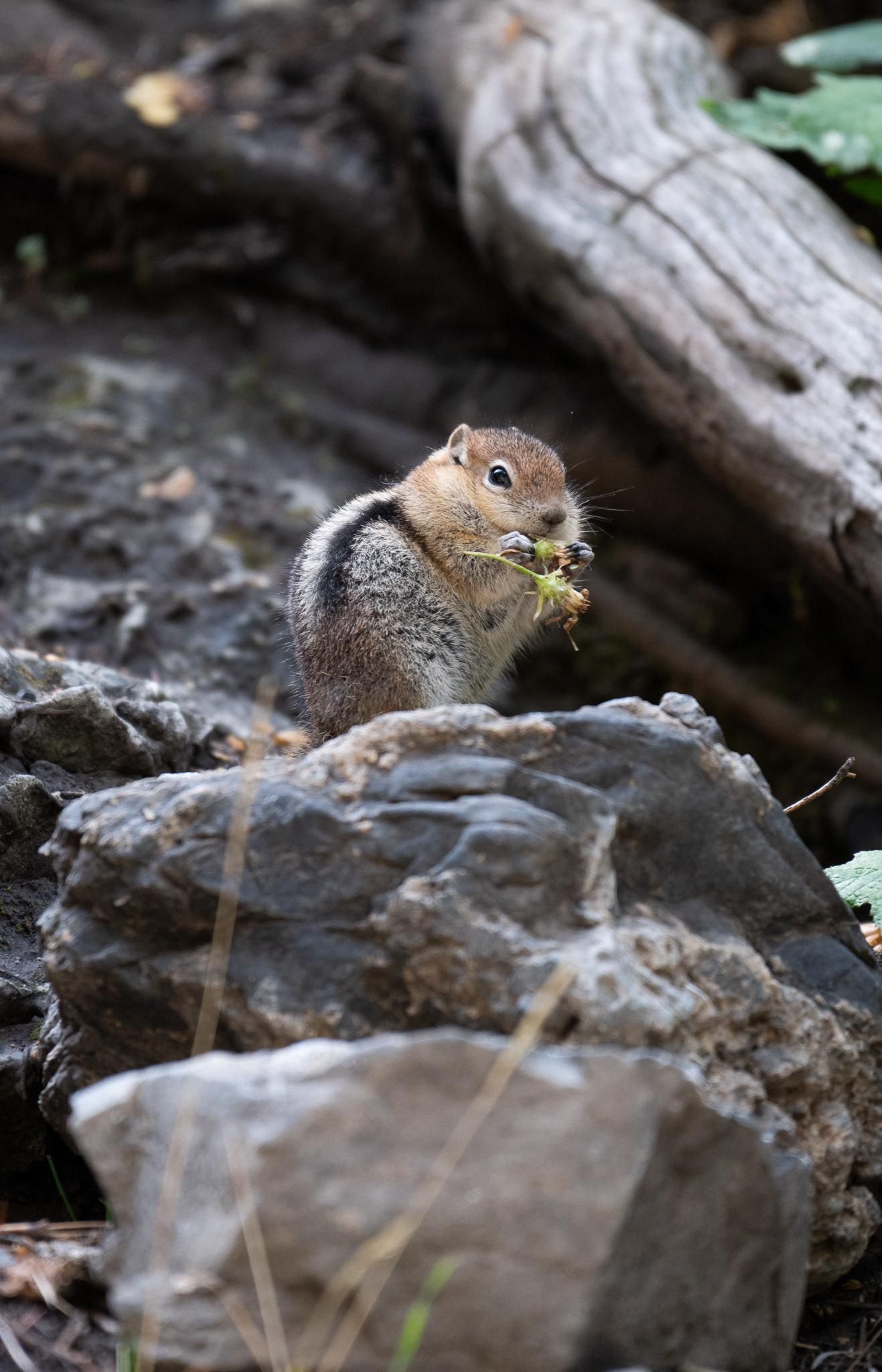 Golden Mantled Ground Squirrel - Brighton Utah