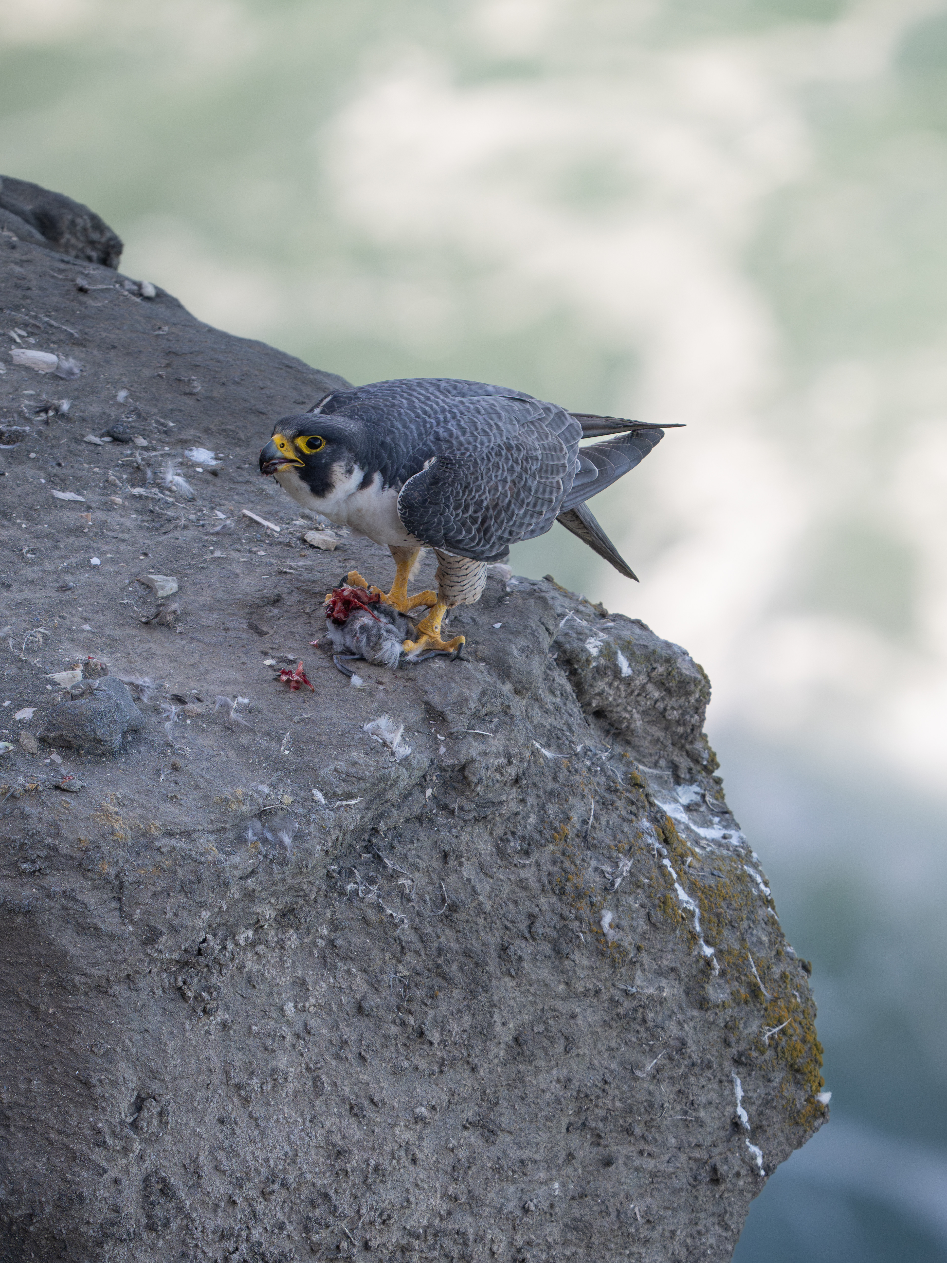 Peregrine Falcon - Coastal San Pedro