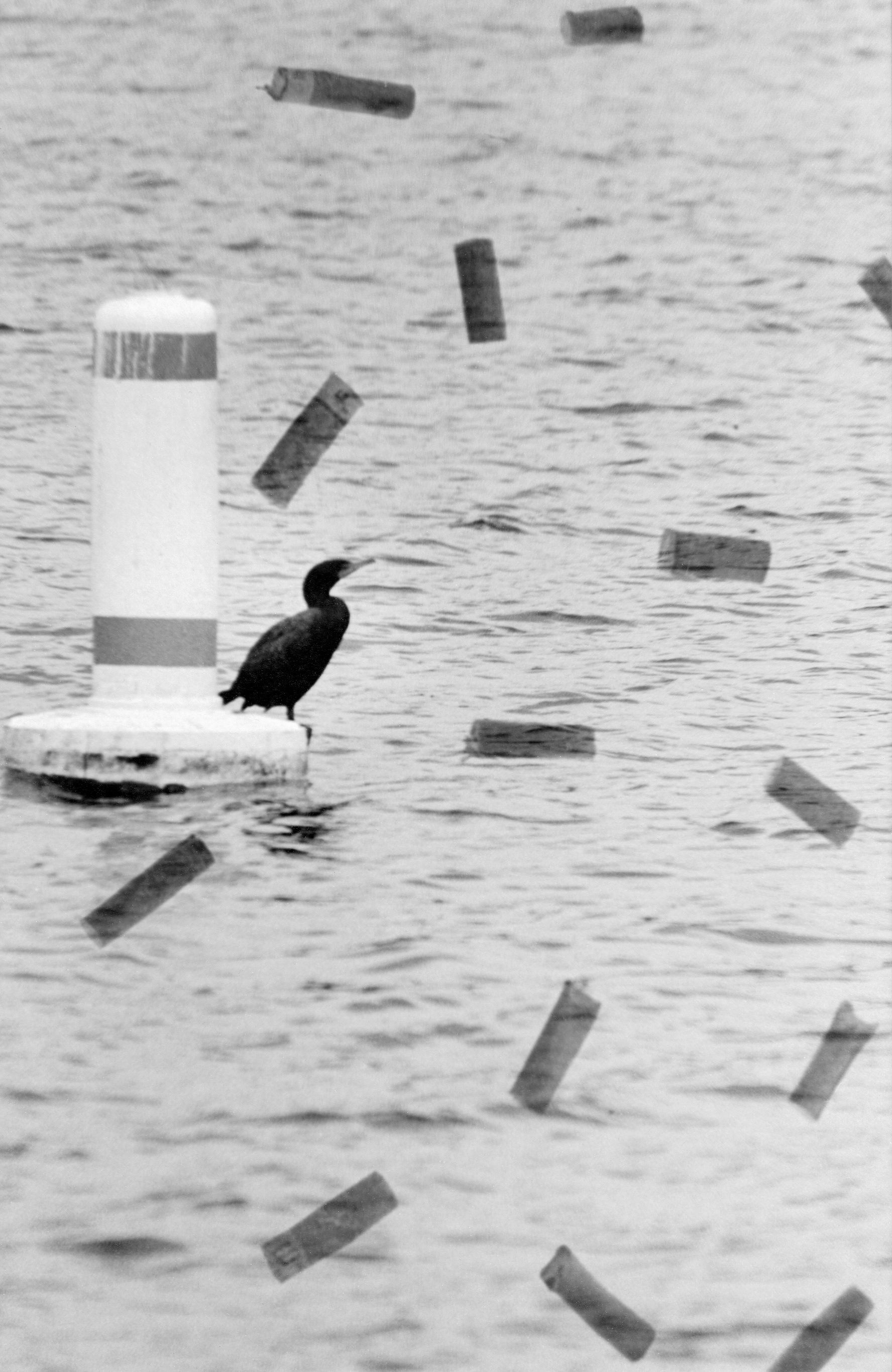 double crested cormorant