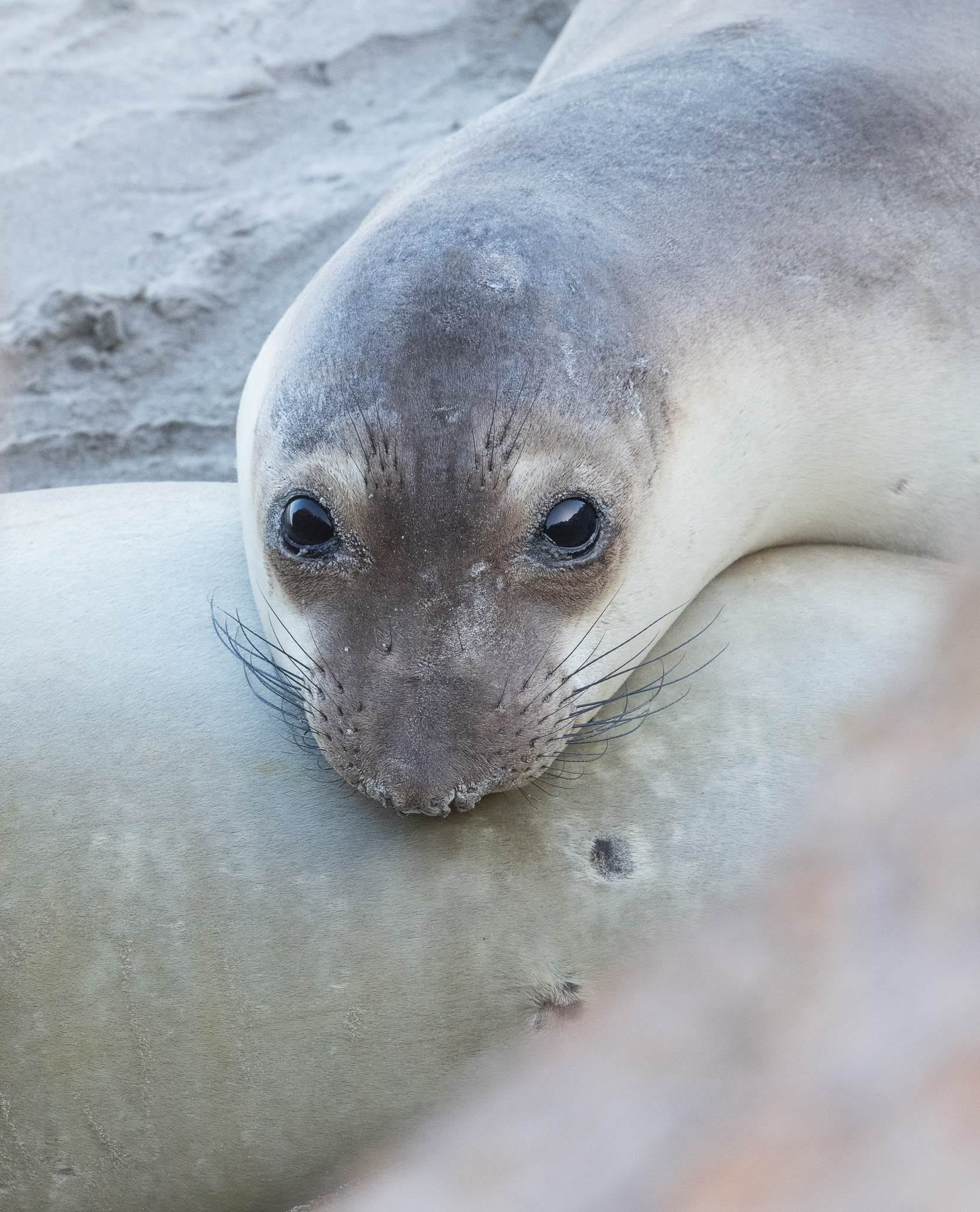 Elephant Seal - Santa Rosa Island