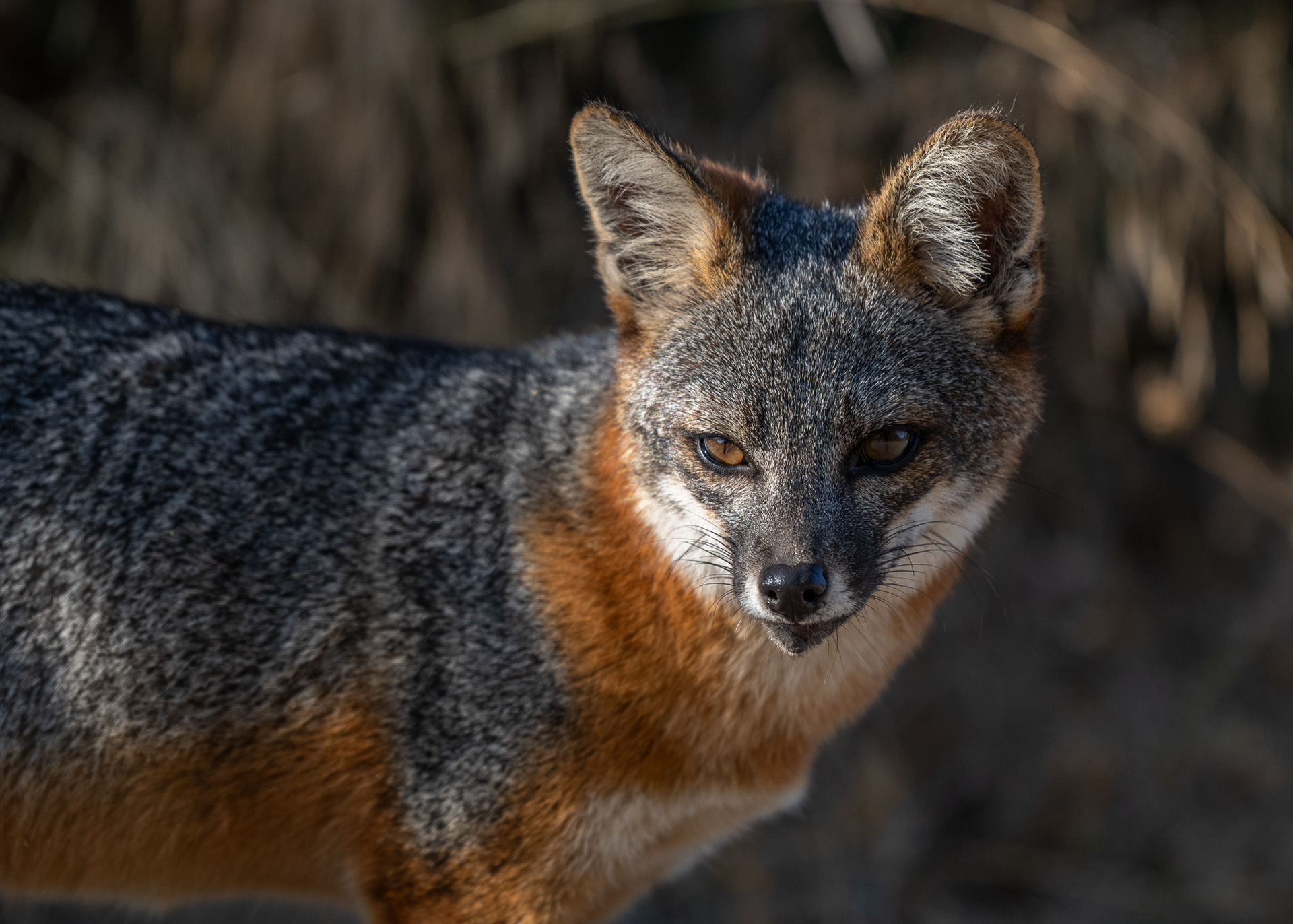 Channel Island Fox - Santa Cruz Island