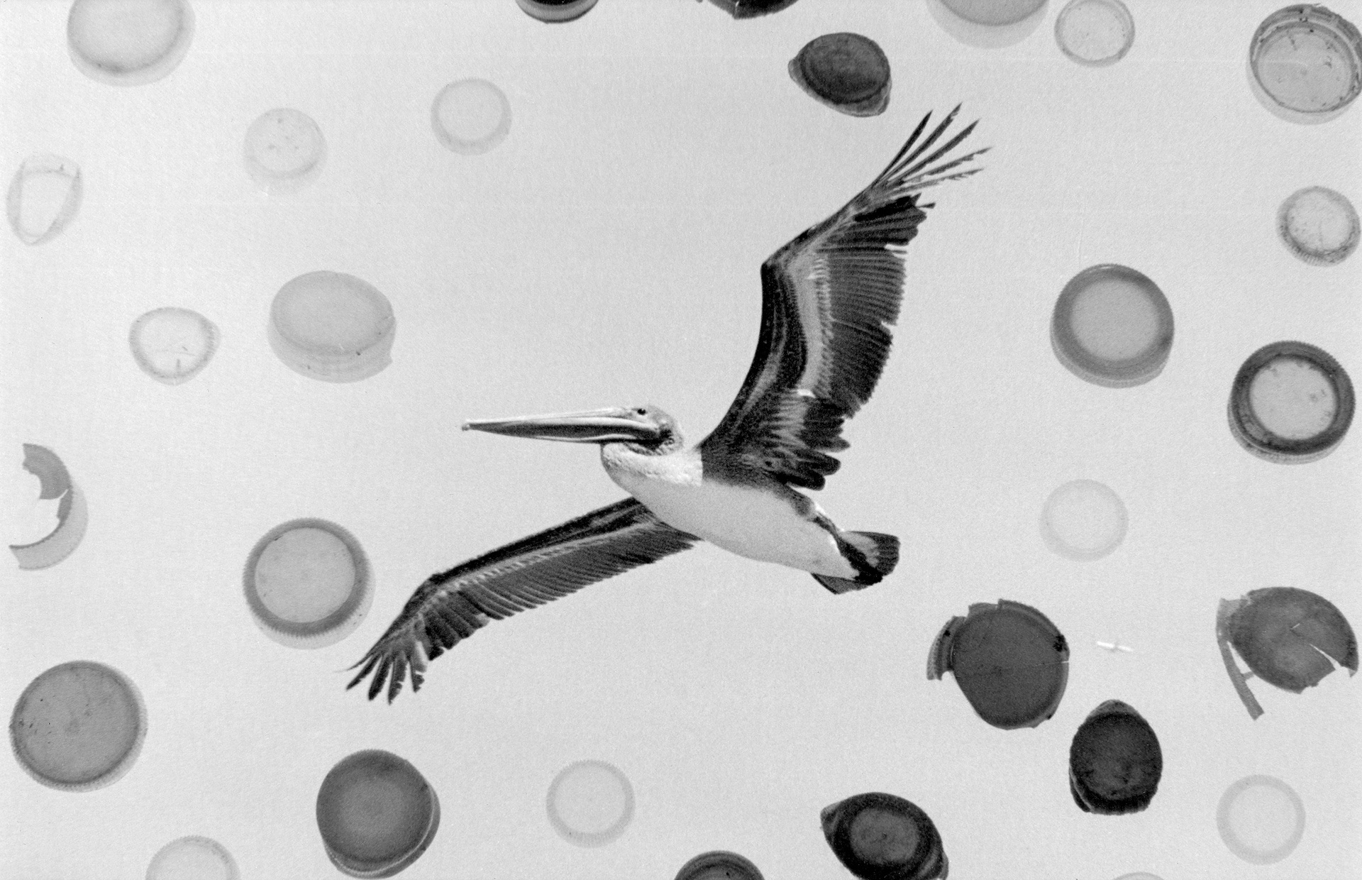 Brown Pelican