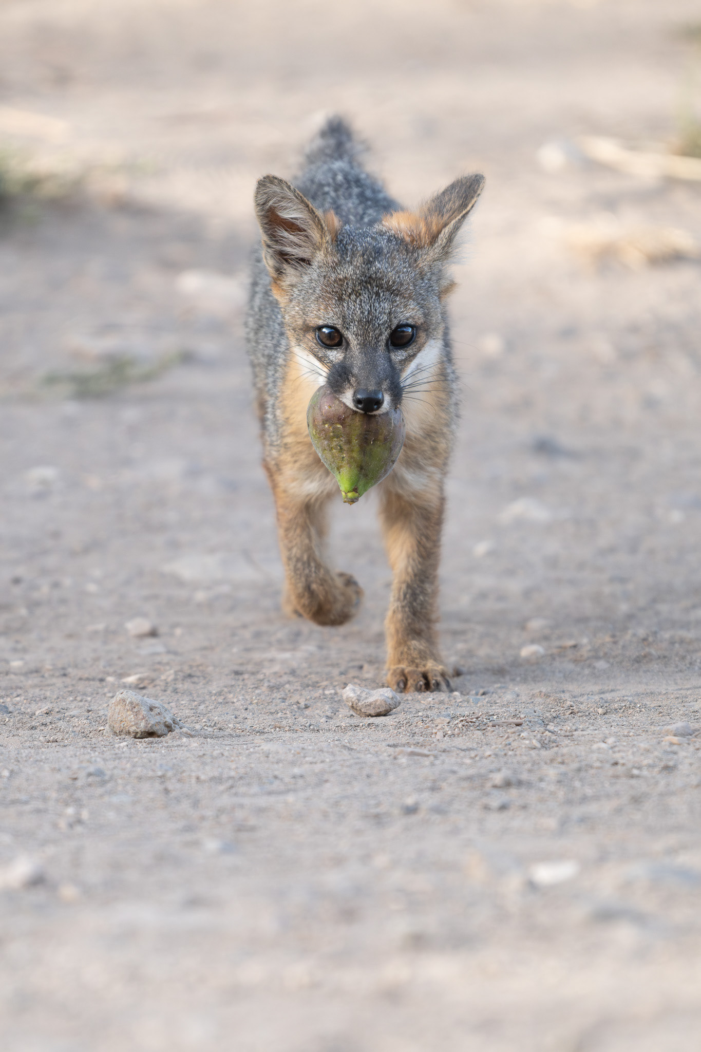 Channel Island Fox - Santa Cruz Island